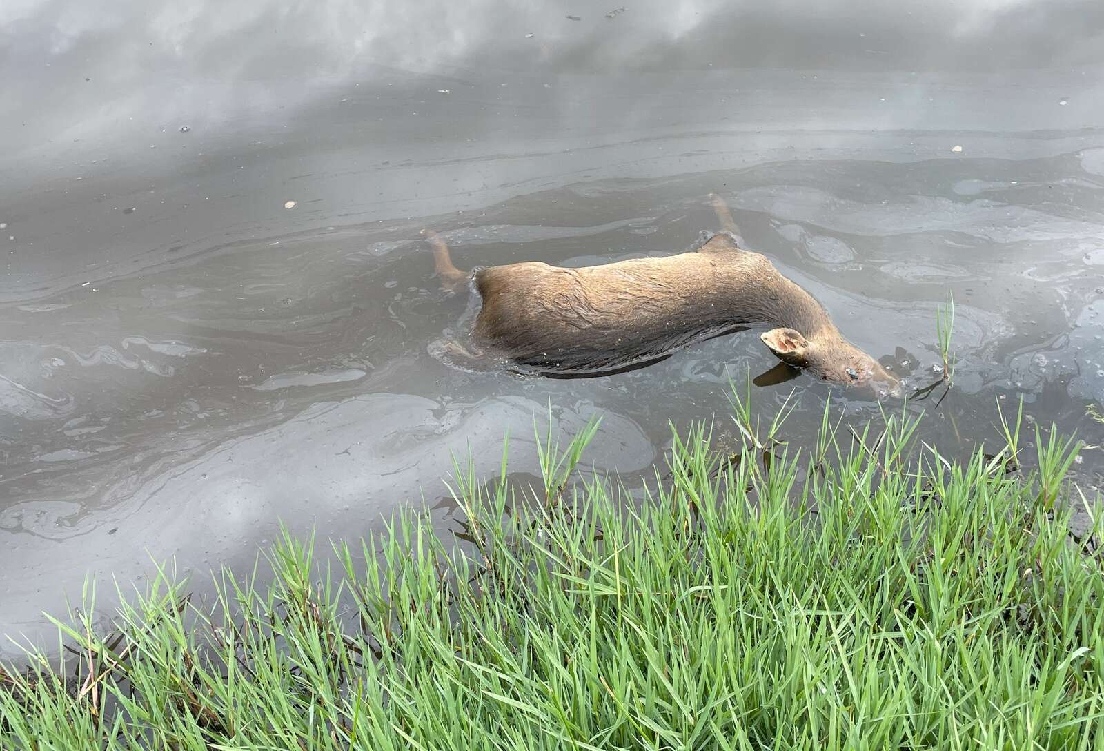 MALIGNANT CATARRHAL FEVER