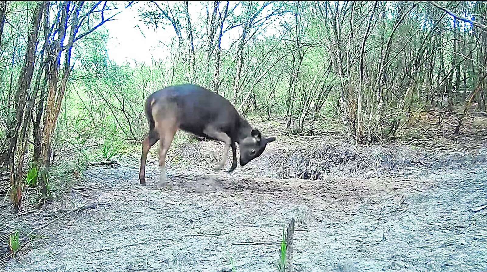 SAMBAR SAND-PITS OR PLAYGROUNDS?