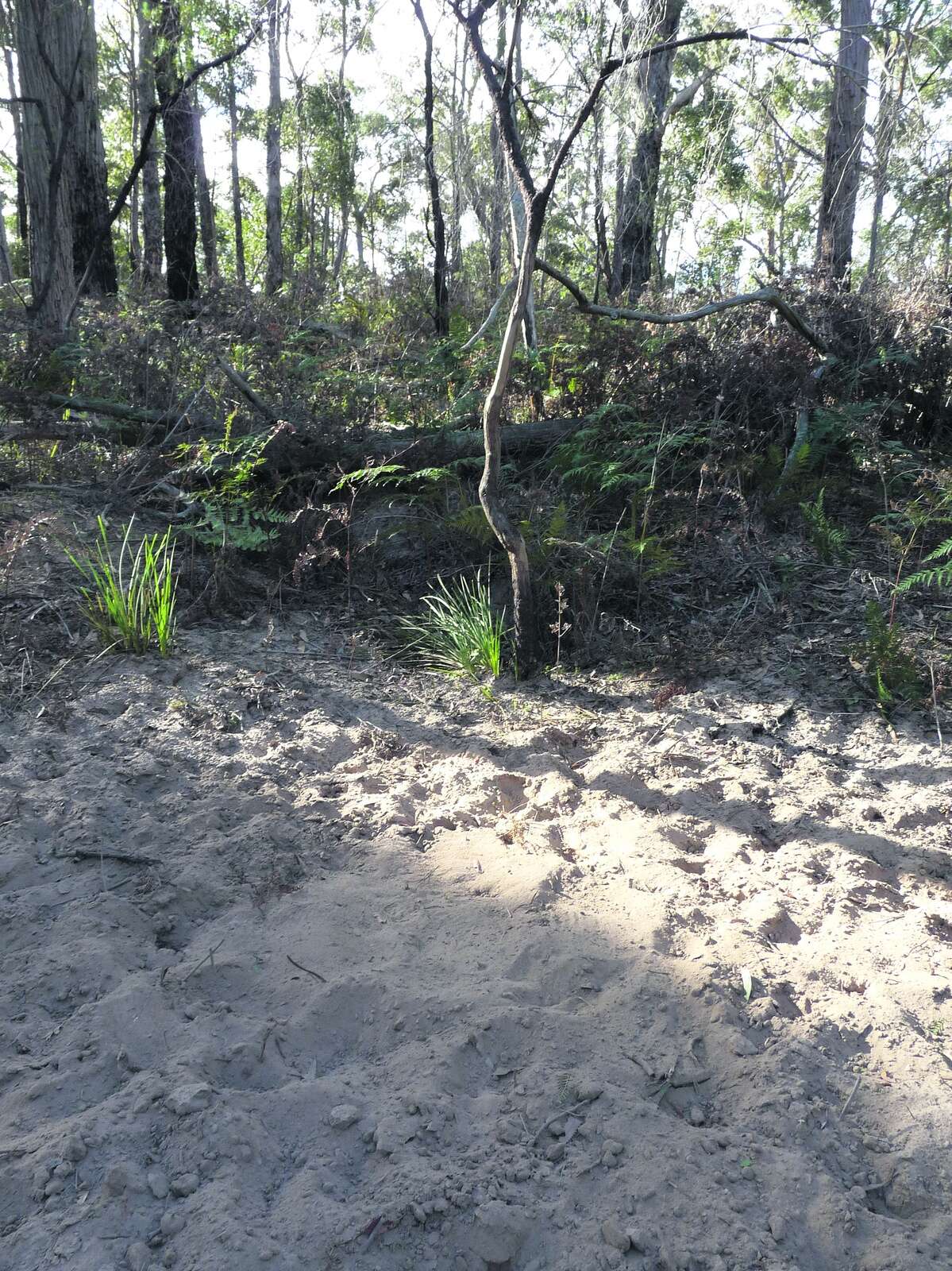 SAMBAR SAND-PITS OR PLAYGROUNDS?