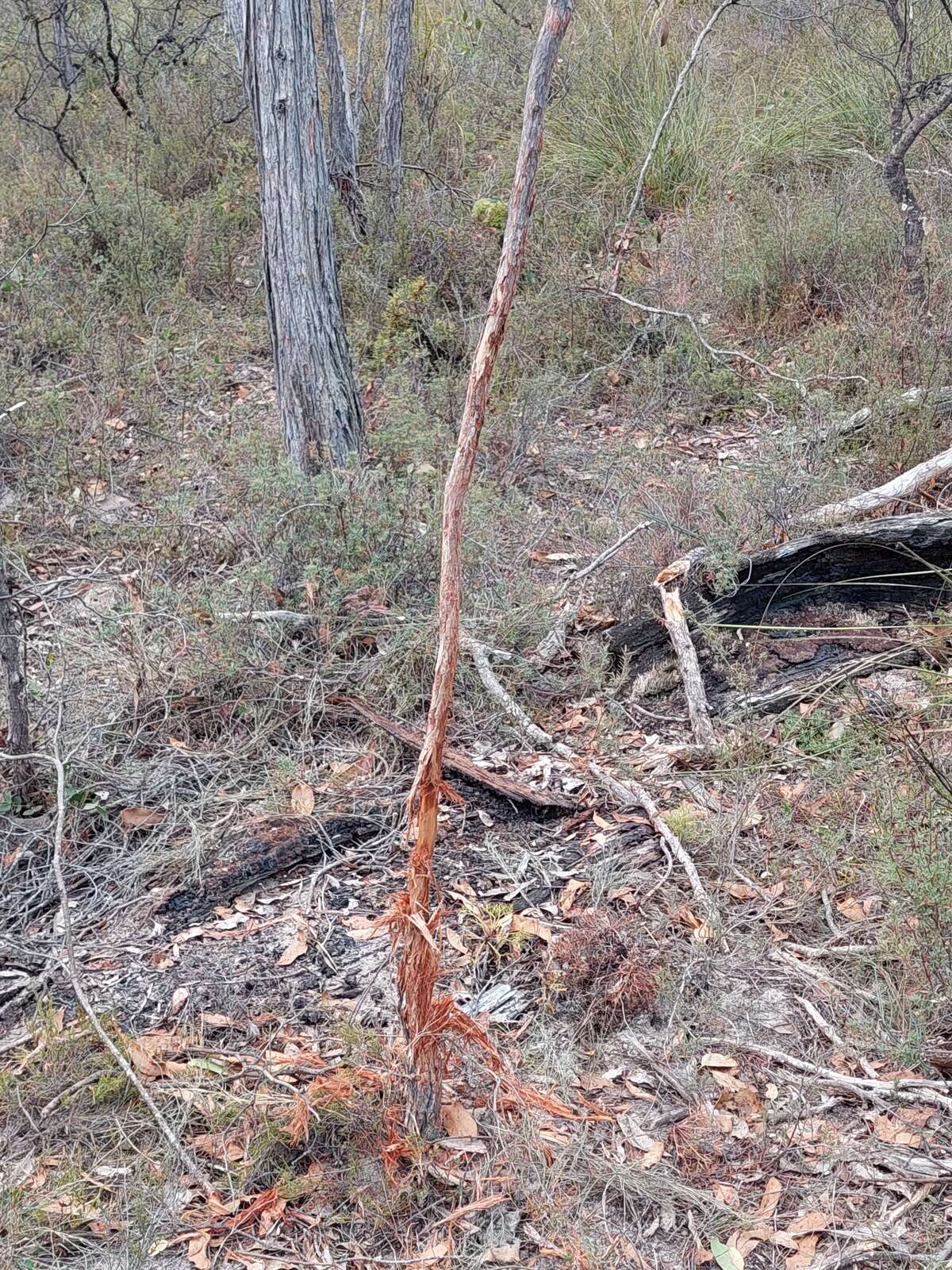 A FIRST FALLOW DEER EXPERIENCE