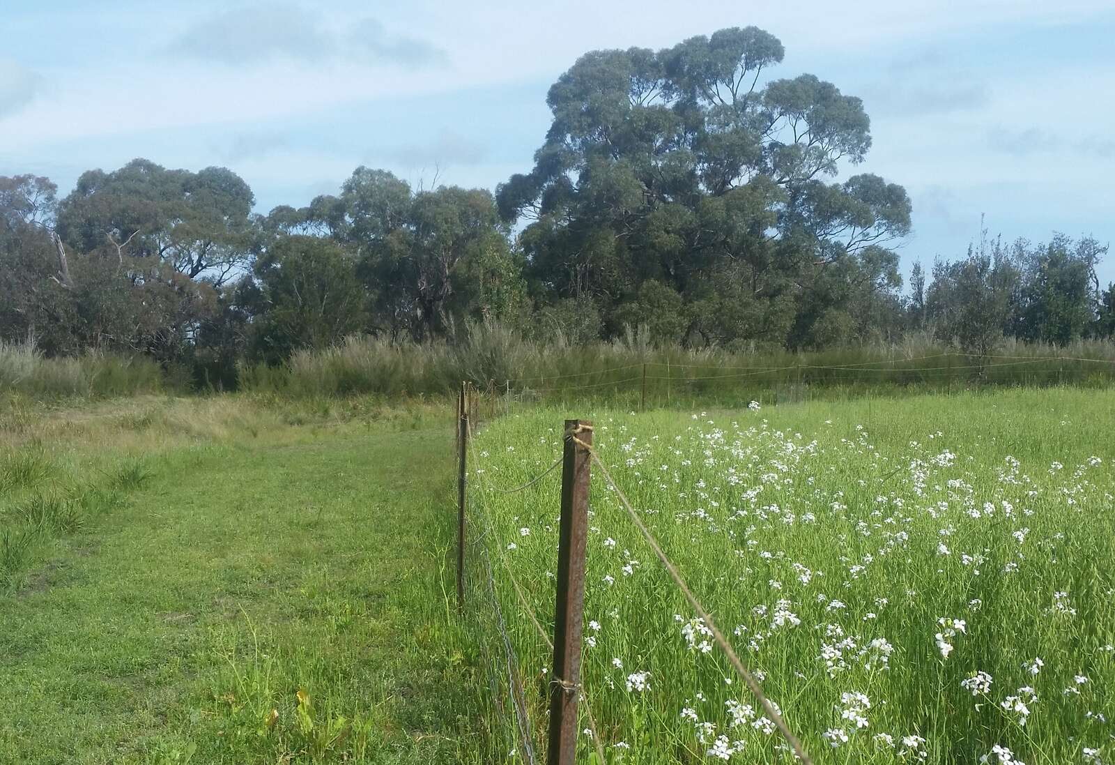 FOOD PLOTS FOR WILDLIFE