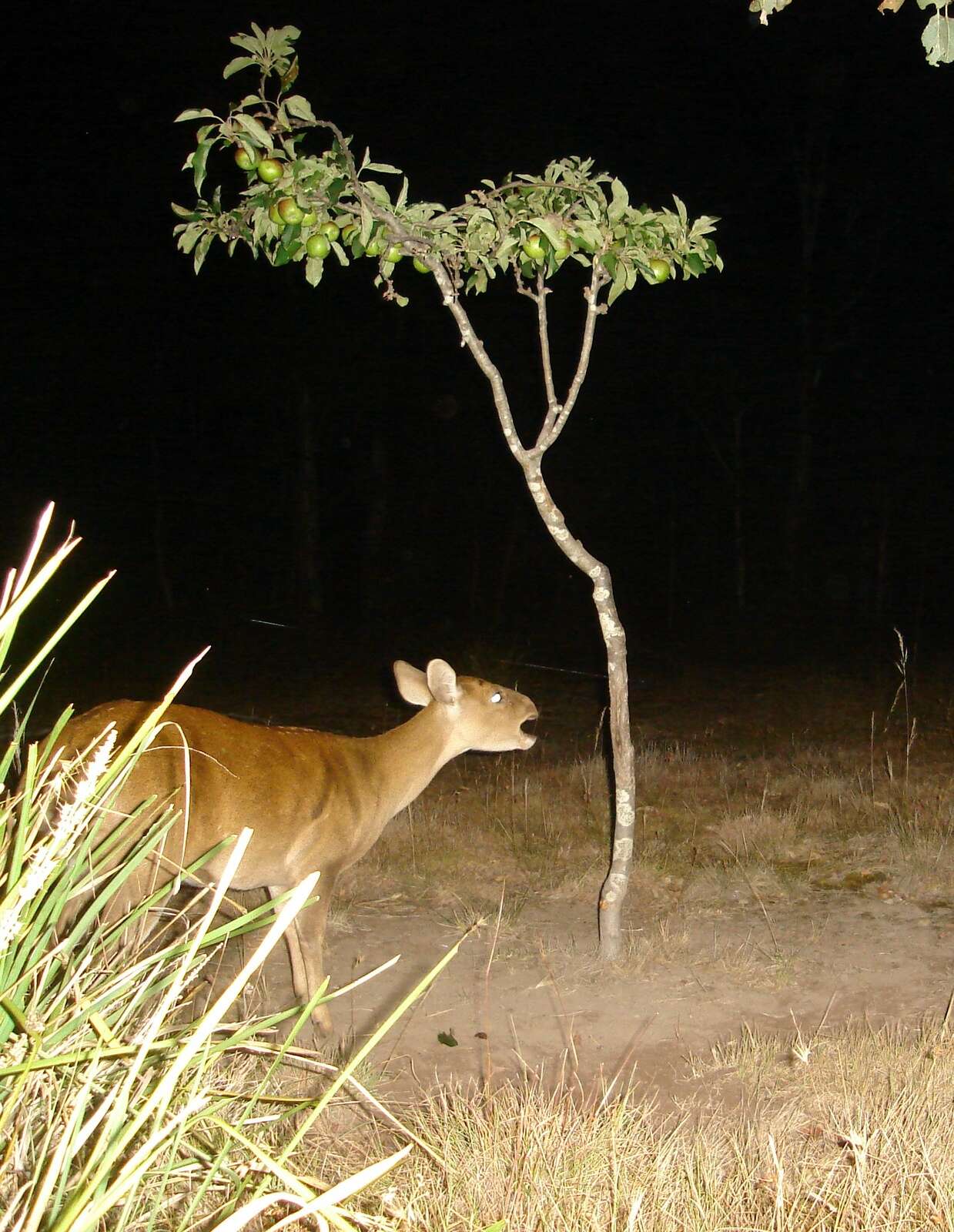 HOG DEER LOLLIES – SOME BASIC OBSERVATIONS
