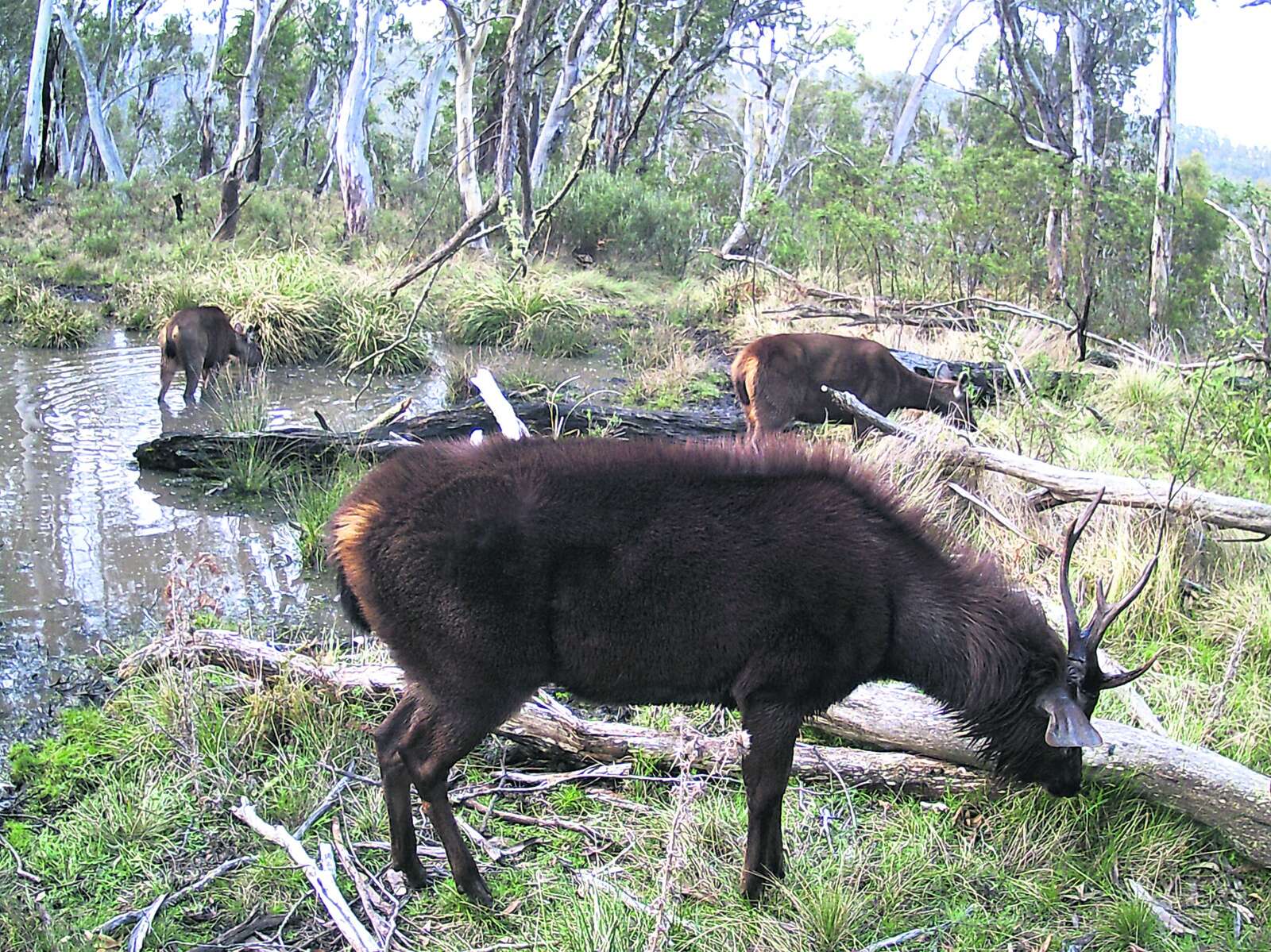 CENTRAL HIGHLANDS BUSHFEST 2025