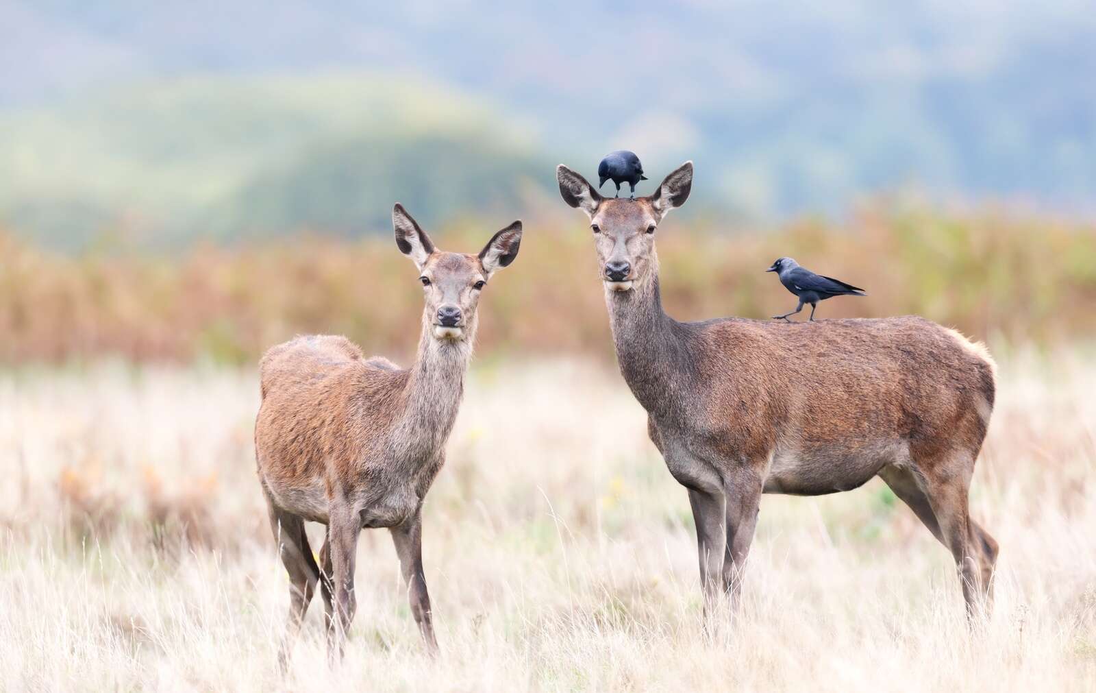 H5N1 BIRD FLU AND WILD DEER: WHAT THE EVIDENCE ACTUALLY TELLS US
