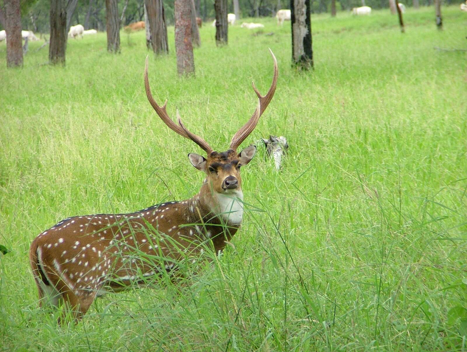 INVESTIGATING THE GENETICS AND ORIGINS OF VICTORIA’S HOG DEER