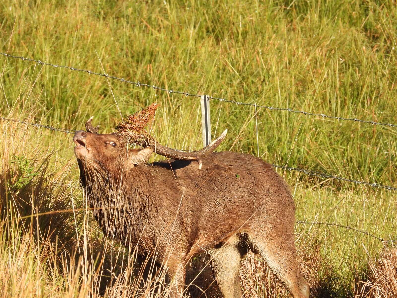 NEW ZEALAND HERDS OF SPECIAL INTEREST