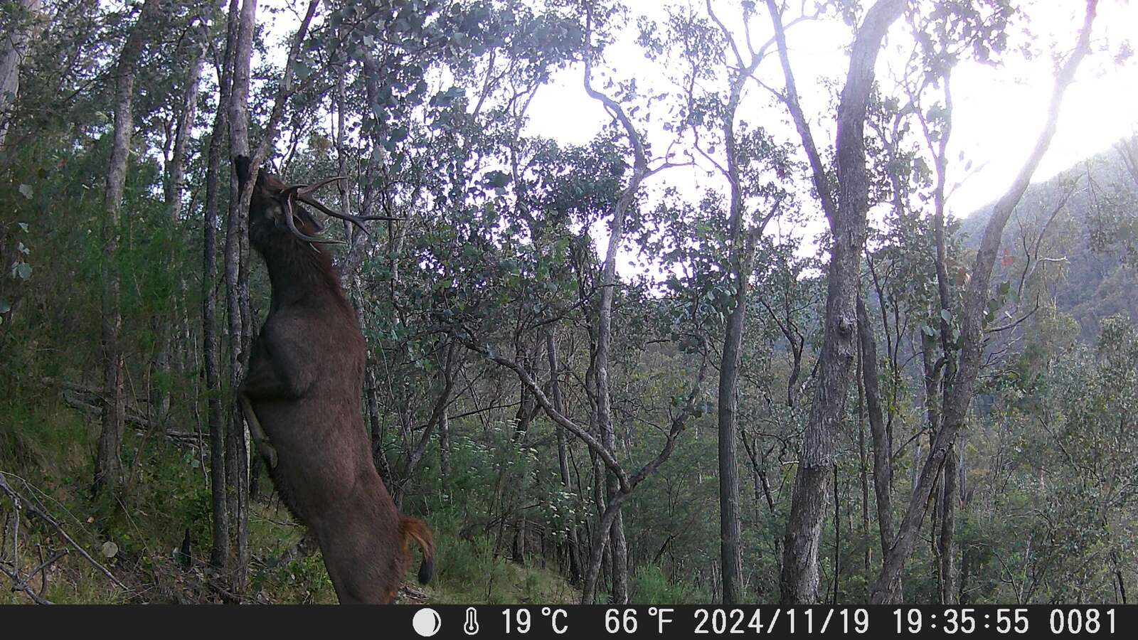 CHASING A DREAM STAG