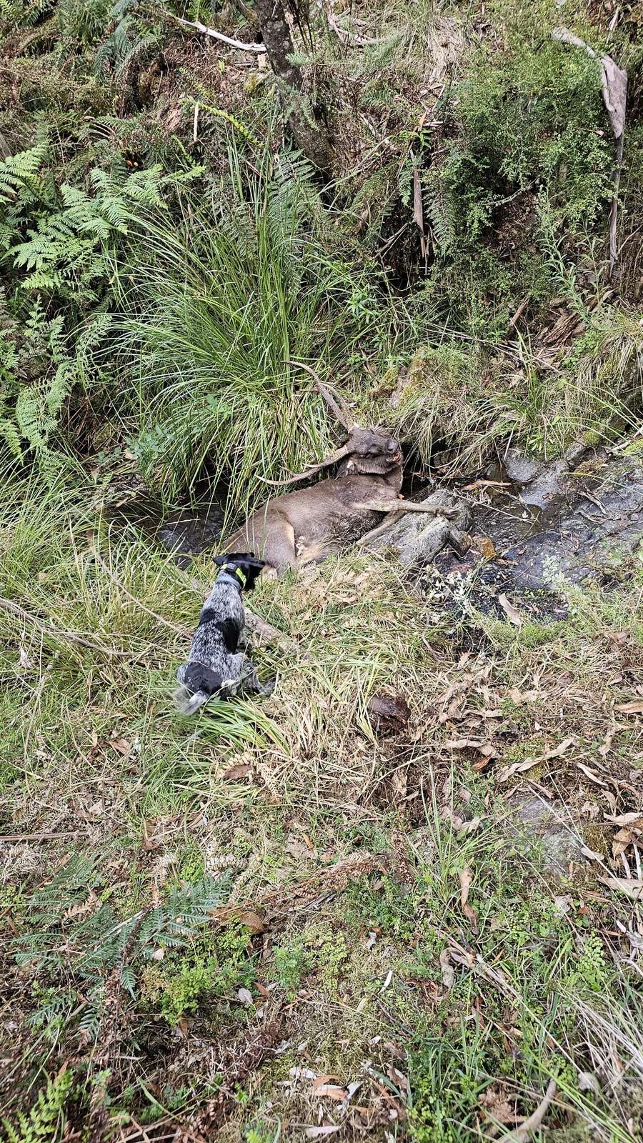 DEX’S FIRST STAG