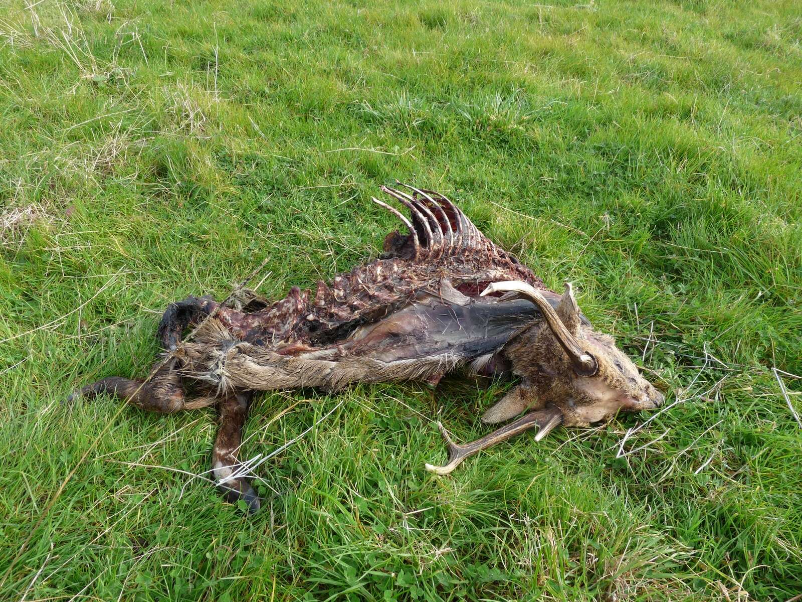 MALIGNANT CATARRHAL FEVER