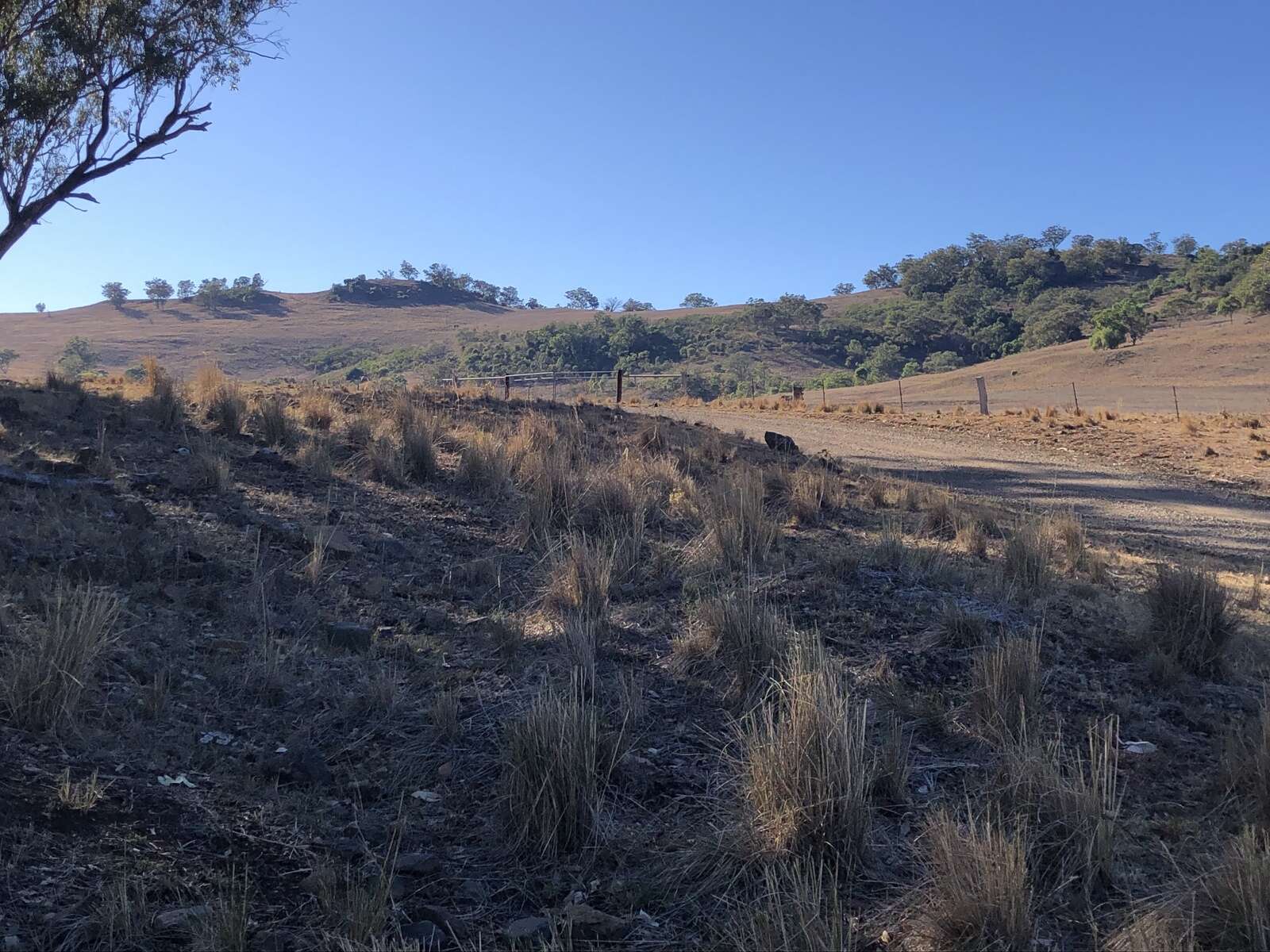 REDS IN THE HUNTER VALLEY HILLS