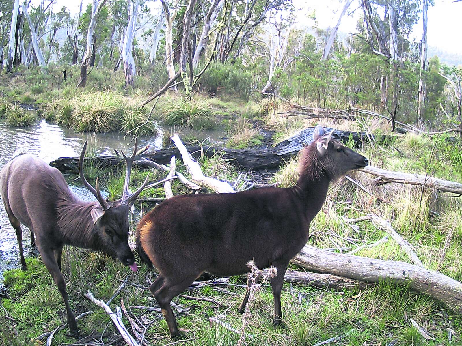 CENTRAL HIGHLANDS BUSHFEST 2025