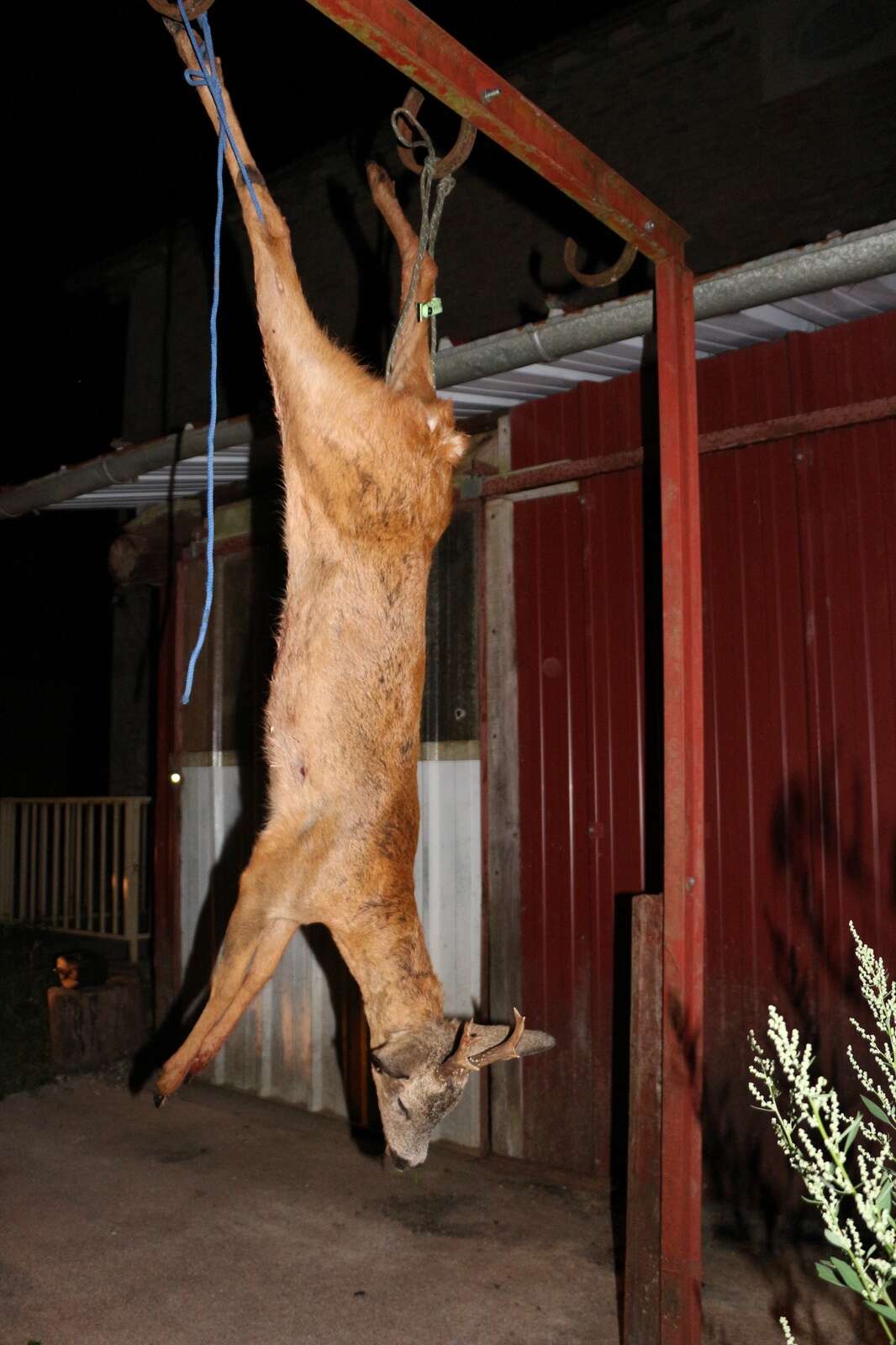 ROE DEER HUNTING IN FRANCE – LE CHEVREUIL