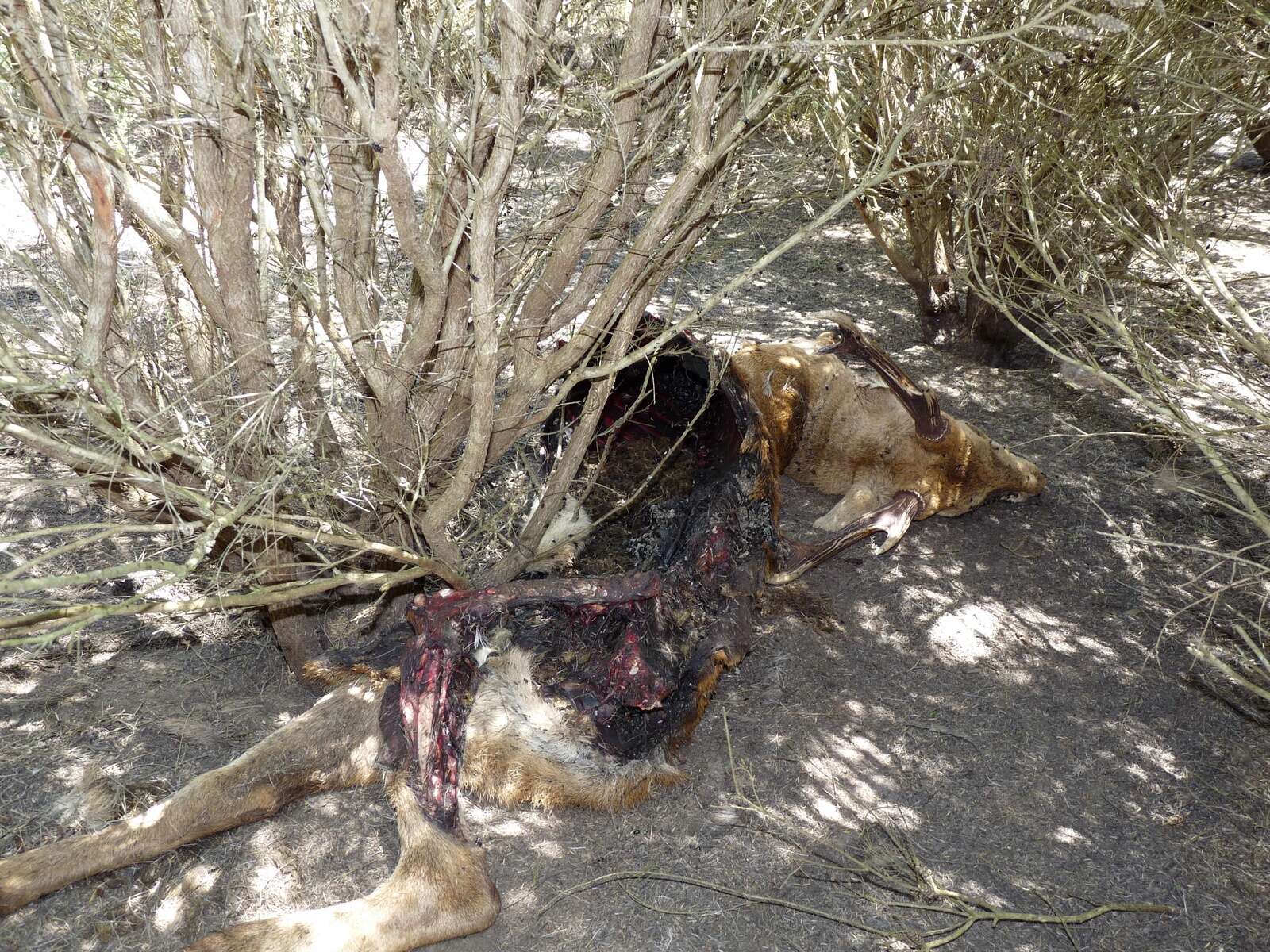 MALIGNANT CATARRHAL FEVER