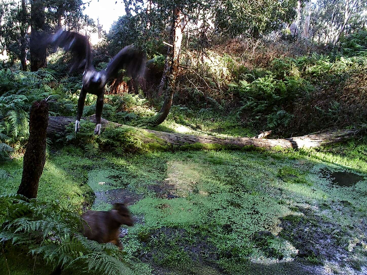 NEW ZEALAND HERDS OF SPECIAL INTEREST