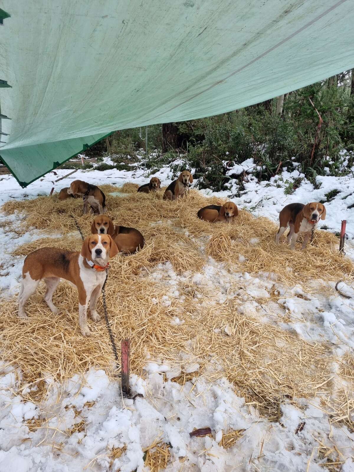 COURT HANDS DOWN PENALTY FOR ILLEGAL HOG DEER HUNTING