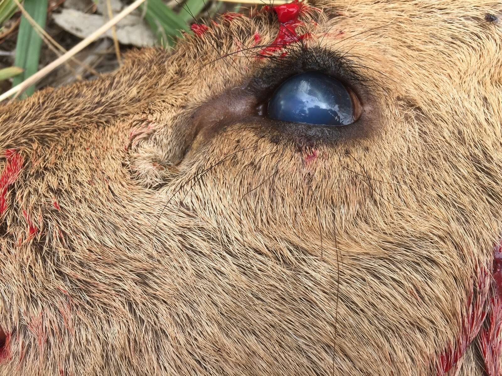 MALIGNANT CATARRHAL FEVER