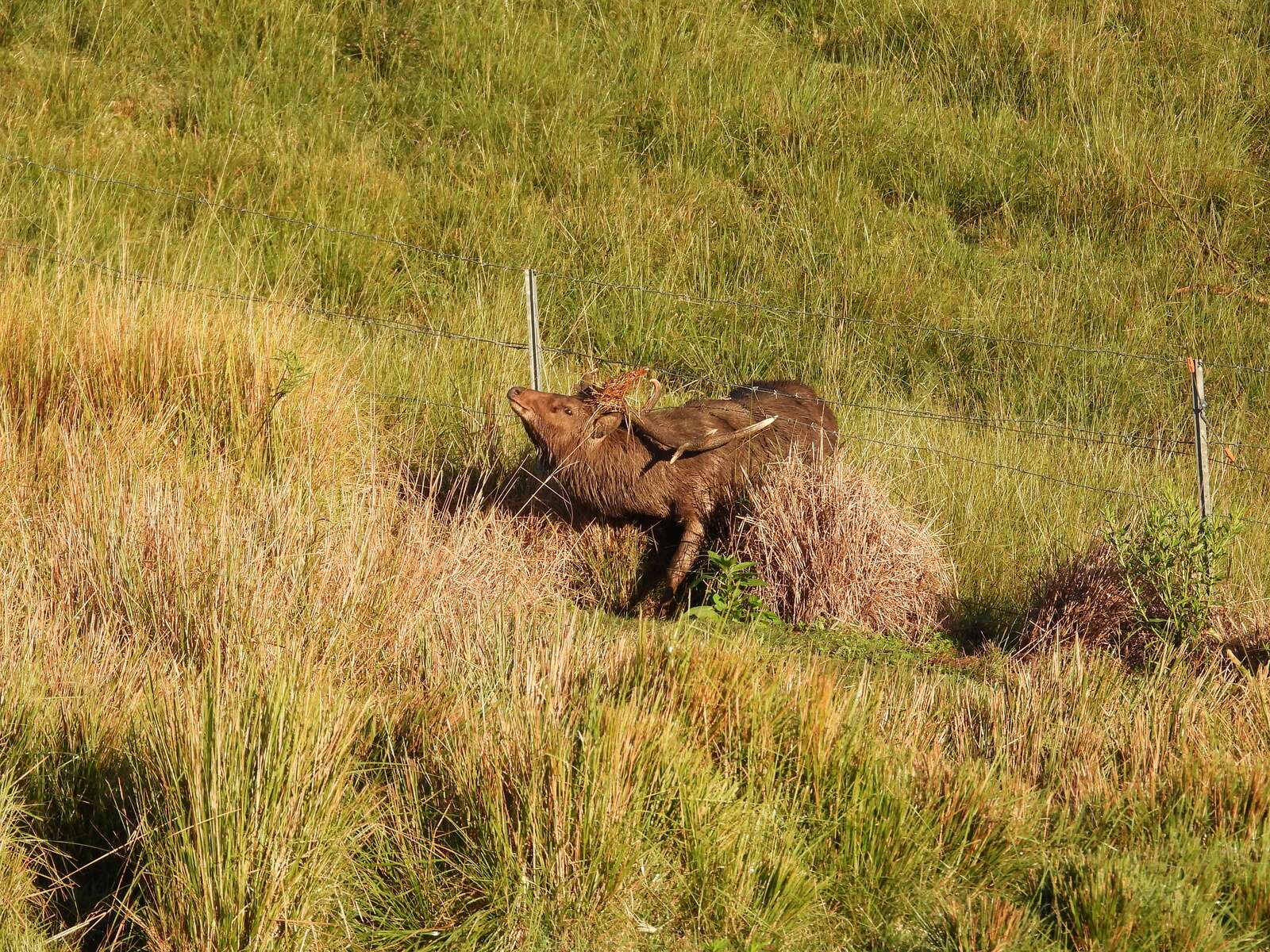 NEW ZEALAND HERDS OF SPECIAL INTEREST