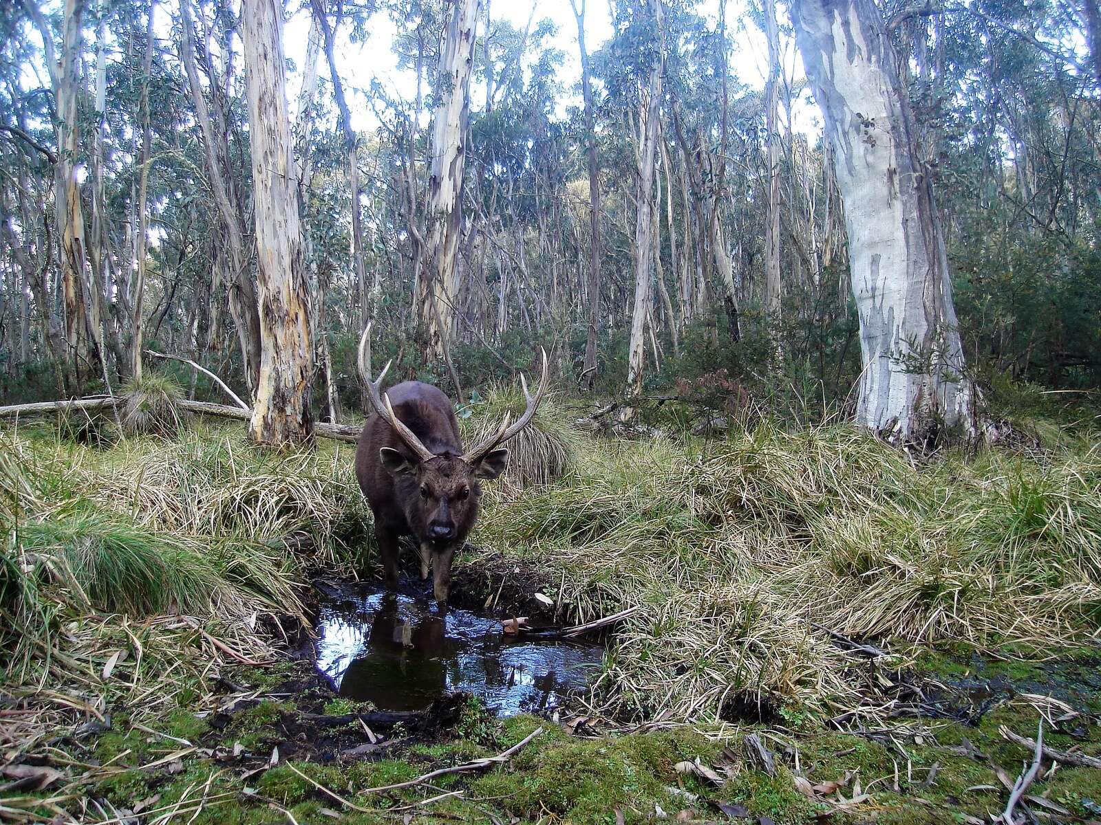 AUSTRALIAN RESEARCH SHAPING THE FUTURE OF WILD DEER MANAGEMENT