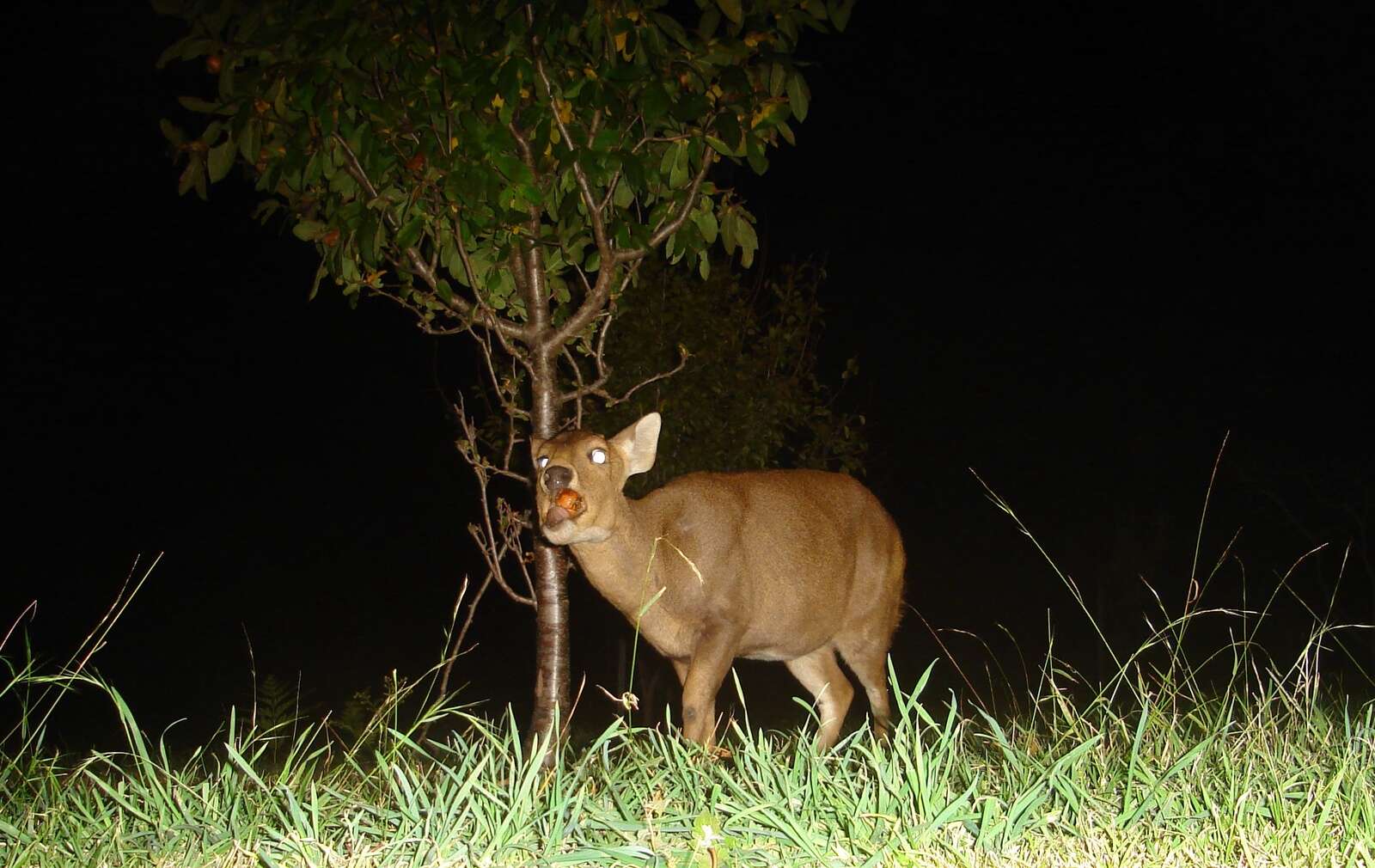 HOG DEER LOLLIES – SOME BASIC OBSERVATIONS