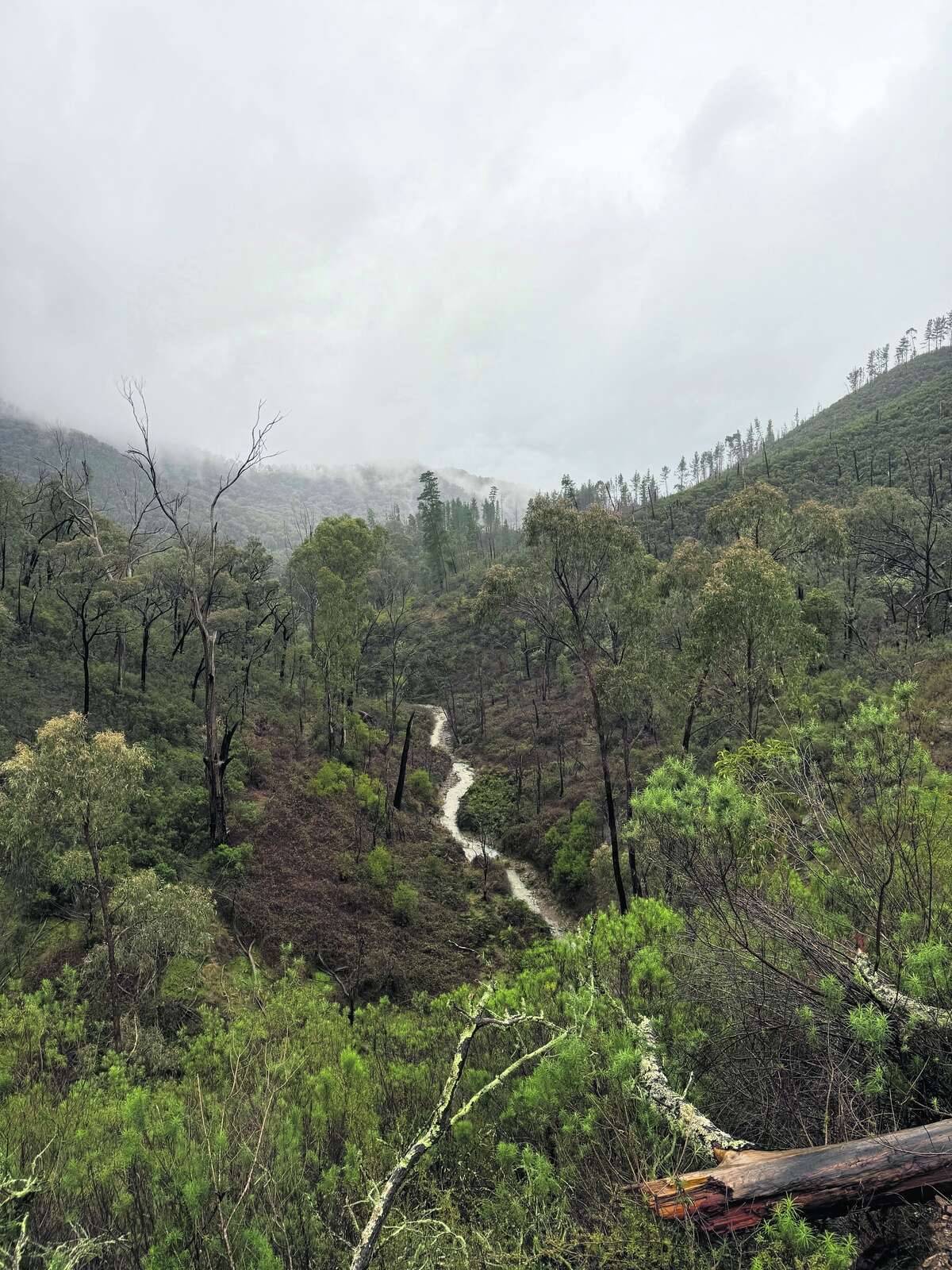 CHASING THE STAGS OF SOUTHERN NSW: A FIVE-DAY PUBLIC LAND HUNT
