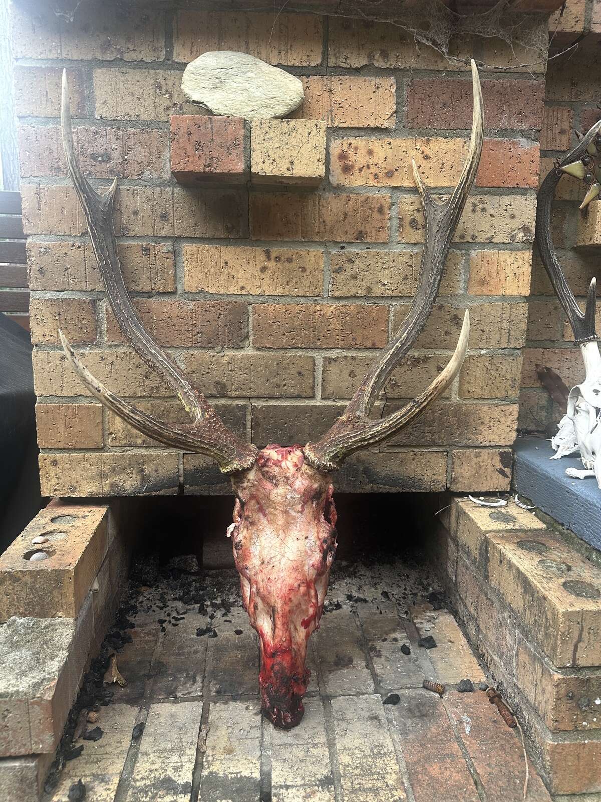 REDEMPTION STAG