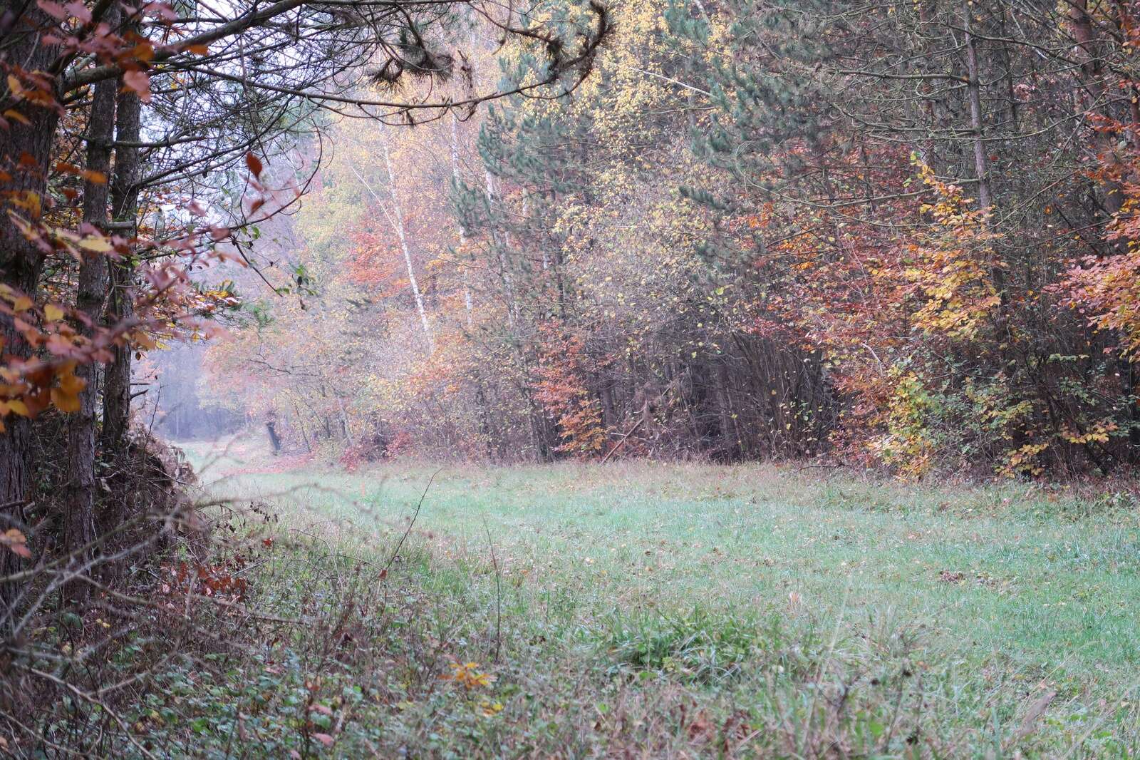 CHASSE BATTUE: DRIVEN HUNTING IN FRANCE