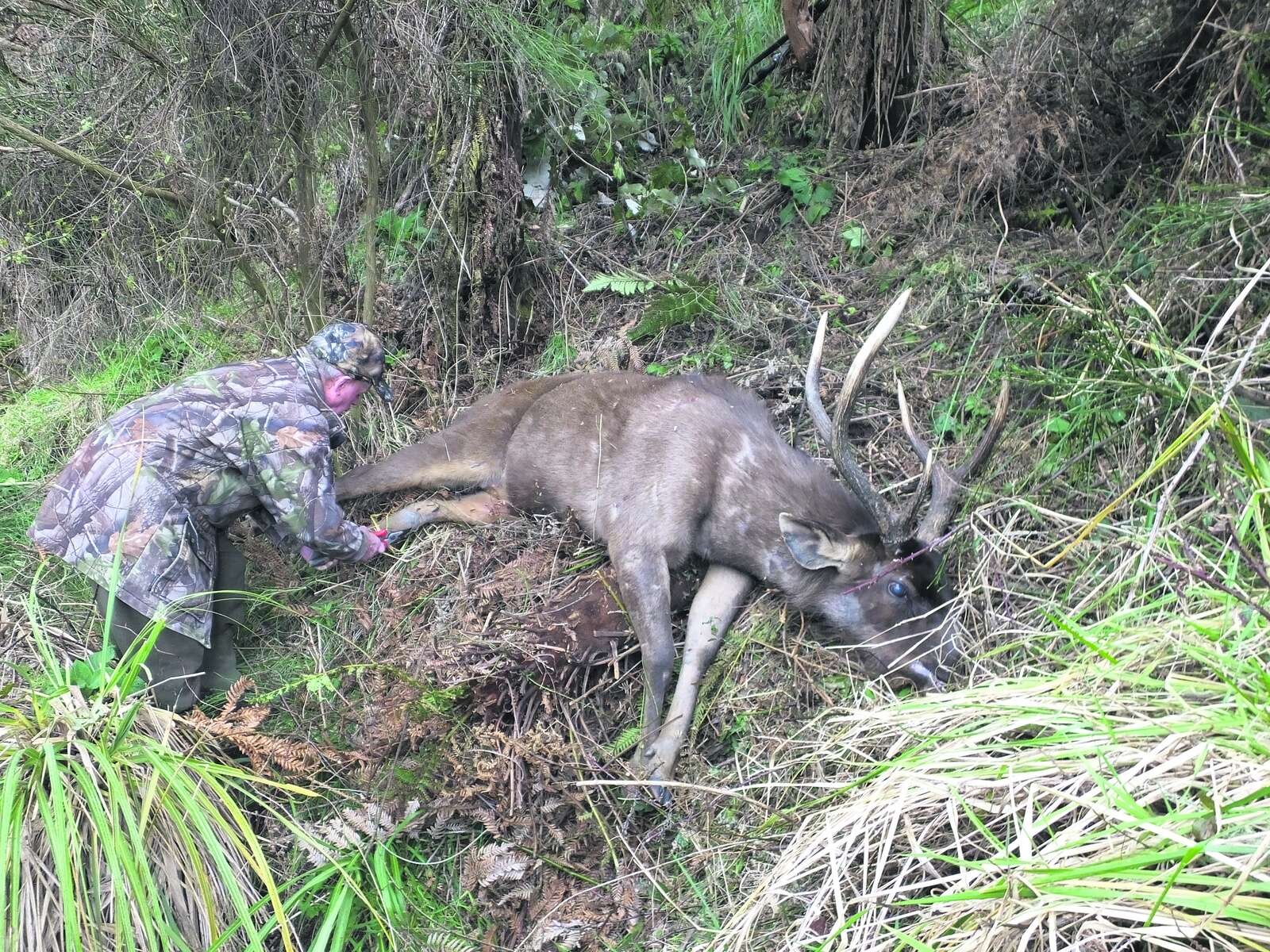 AUSSIE V KIWI SAMBAR