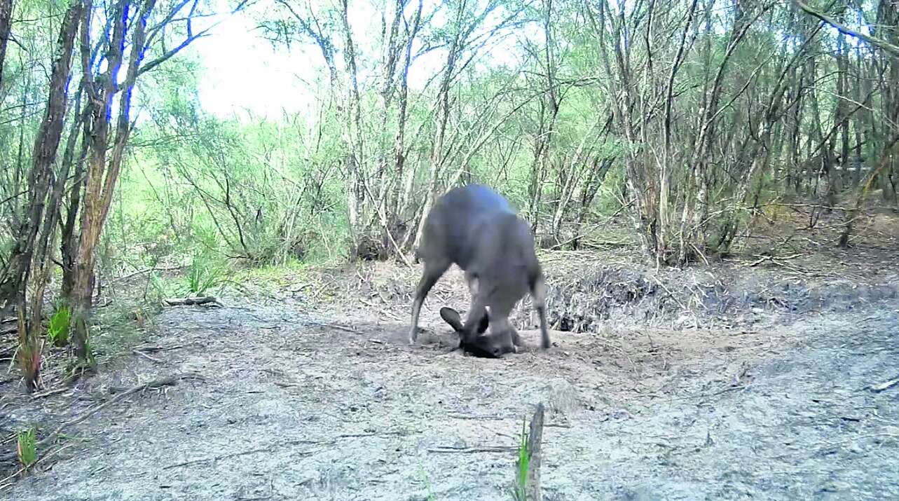 SAMBAR SAND-PITS OR PLAYGROUNDS?