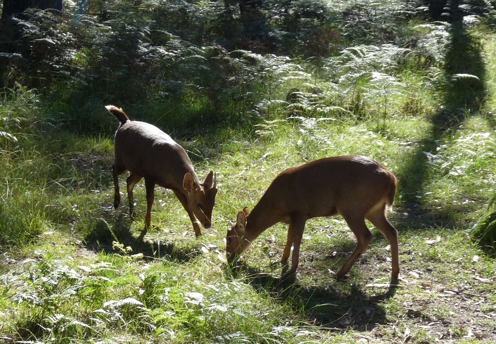 HOG DEER LOLLIES – SOME BASIC OBSERVATIONS