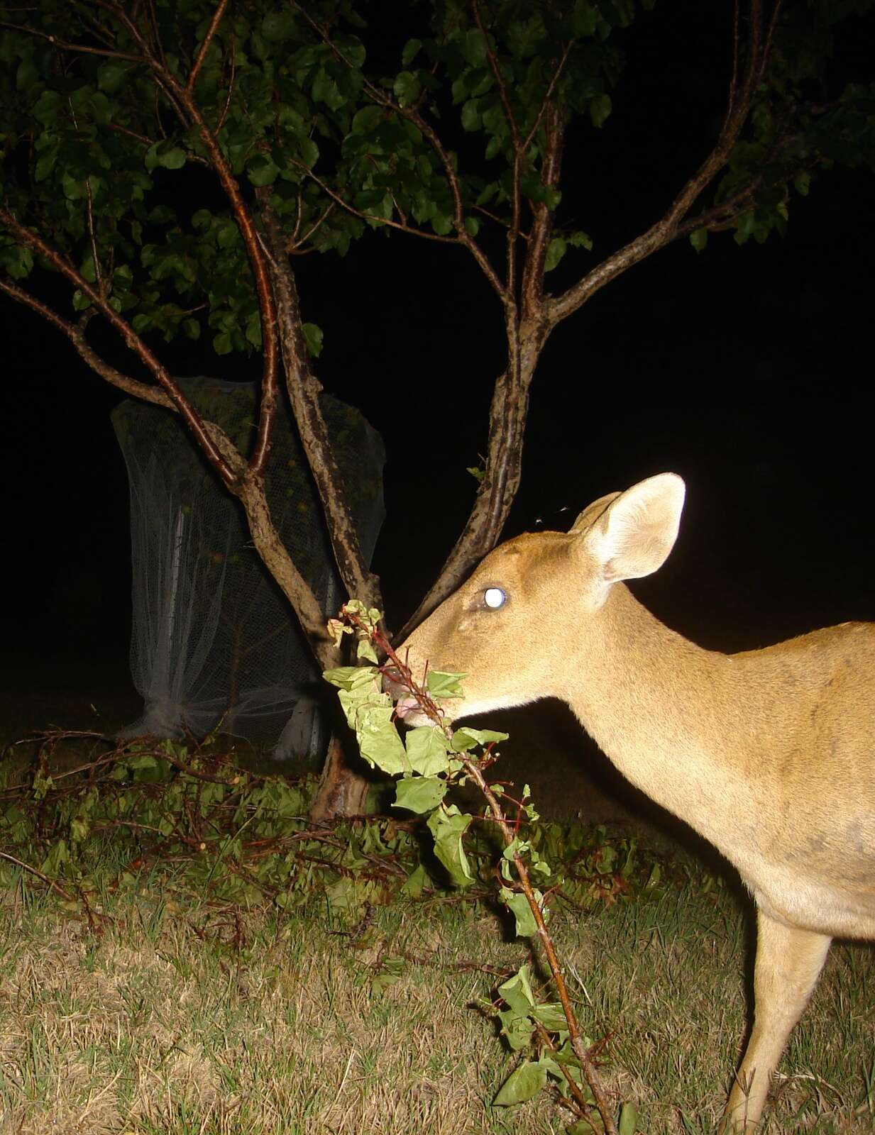 HOG DEER LOLLIES – SOME BASIC OBSERVATIONS
