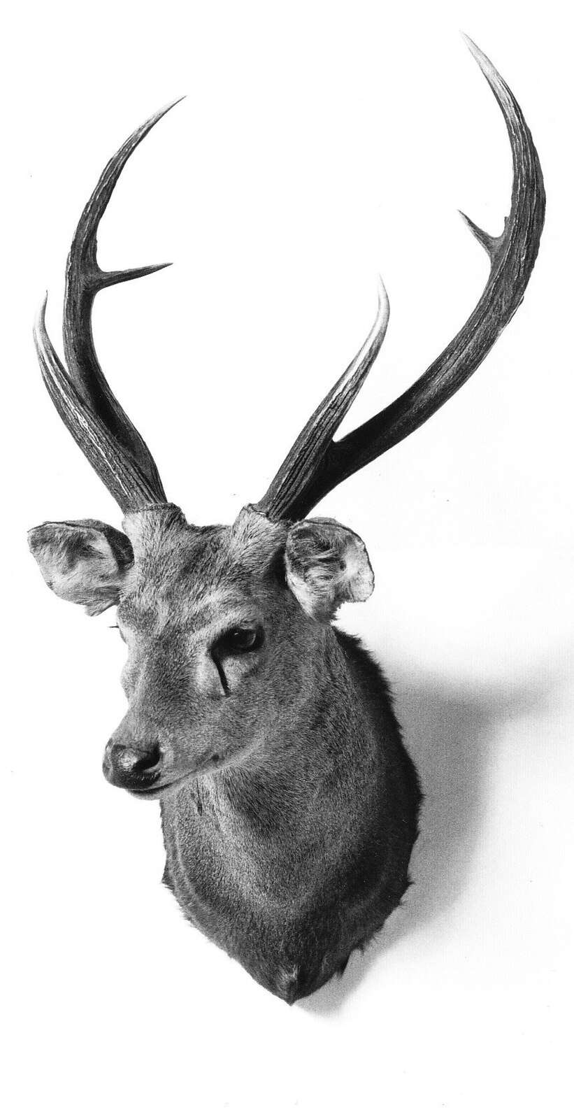 A FALLOW DEER BUCK TAKEN BY MATT DODD