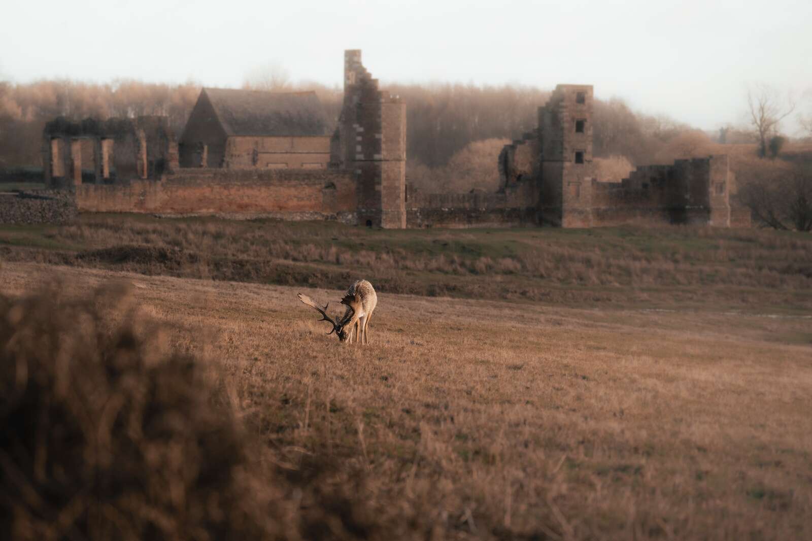 DEER HUNTING AROUND THE WORD