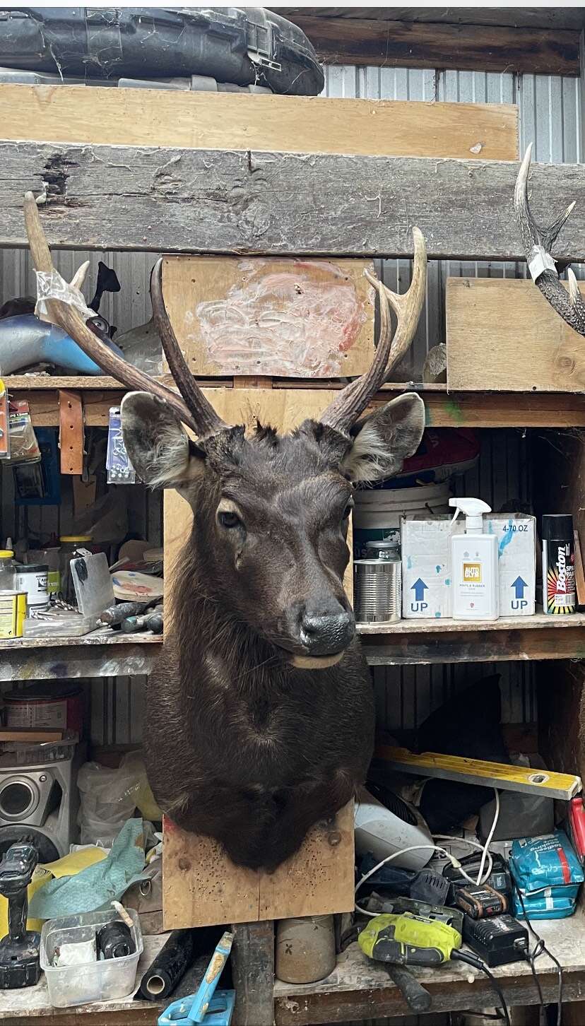 SONNY AND DADS FIRST STAG TOGETHER.