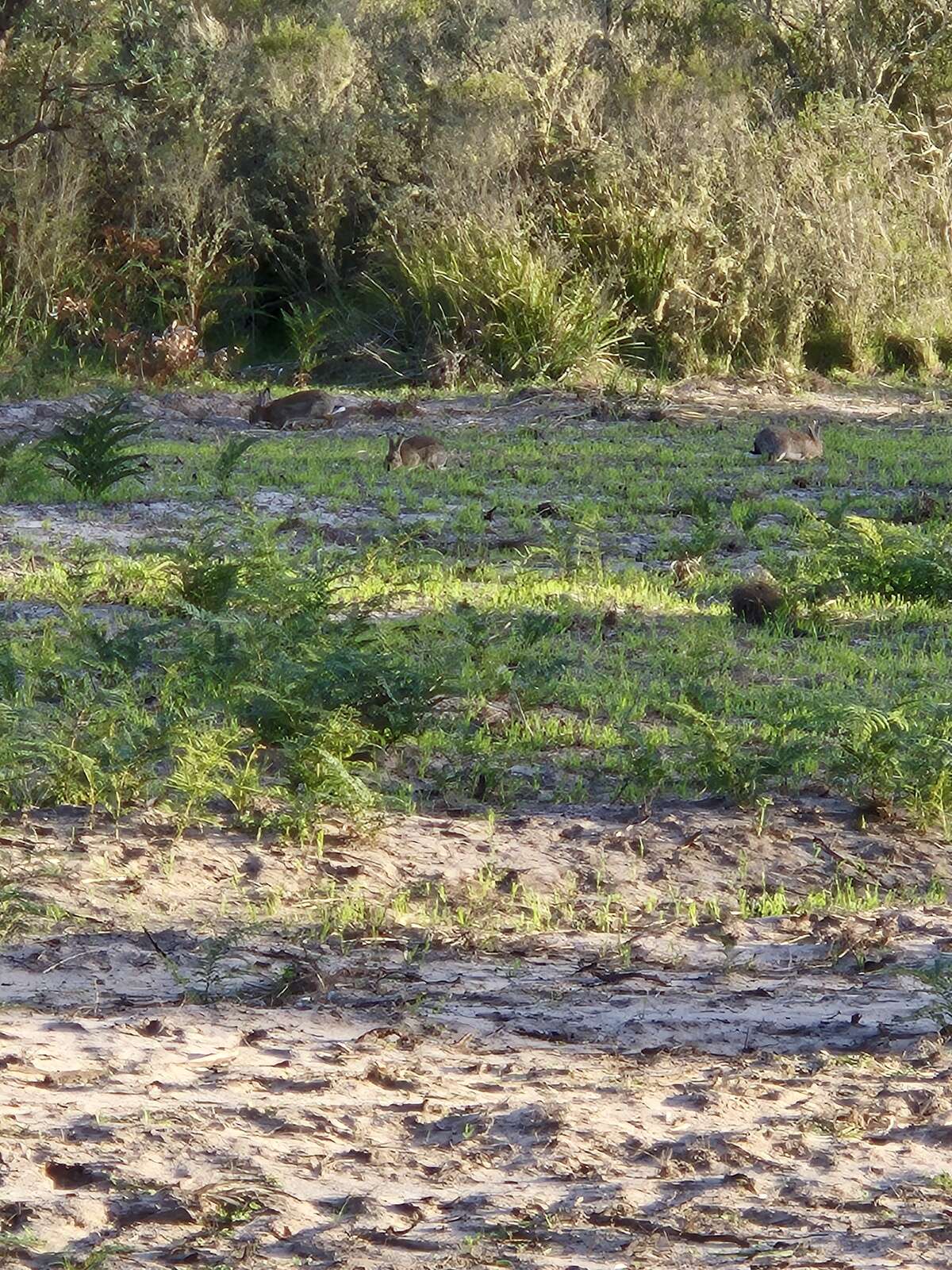FOOD PLOTS FOR WILDLIFE