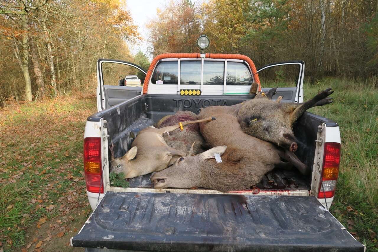 CHASSE BATTUE: DRIVEN HUNTING IN FRANCE