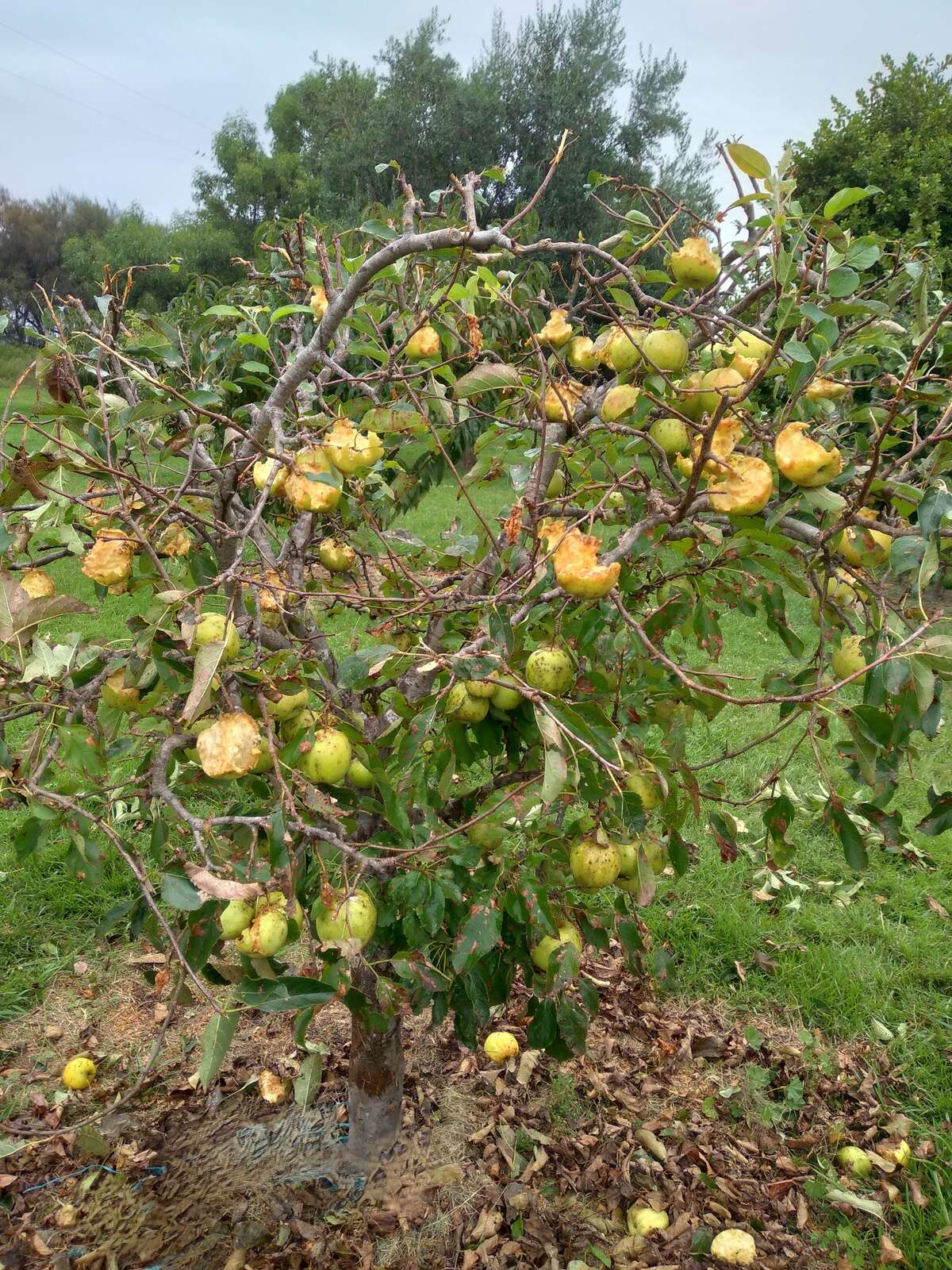 HOG DEER LOLLIES – SOME BASIC OBSERVATIONS