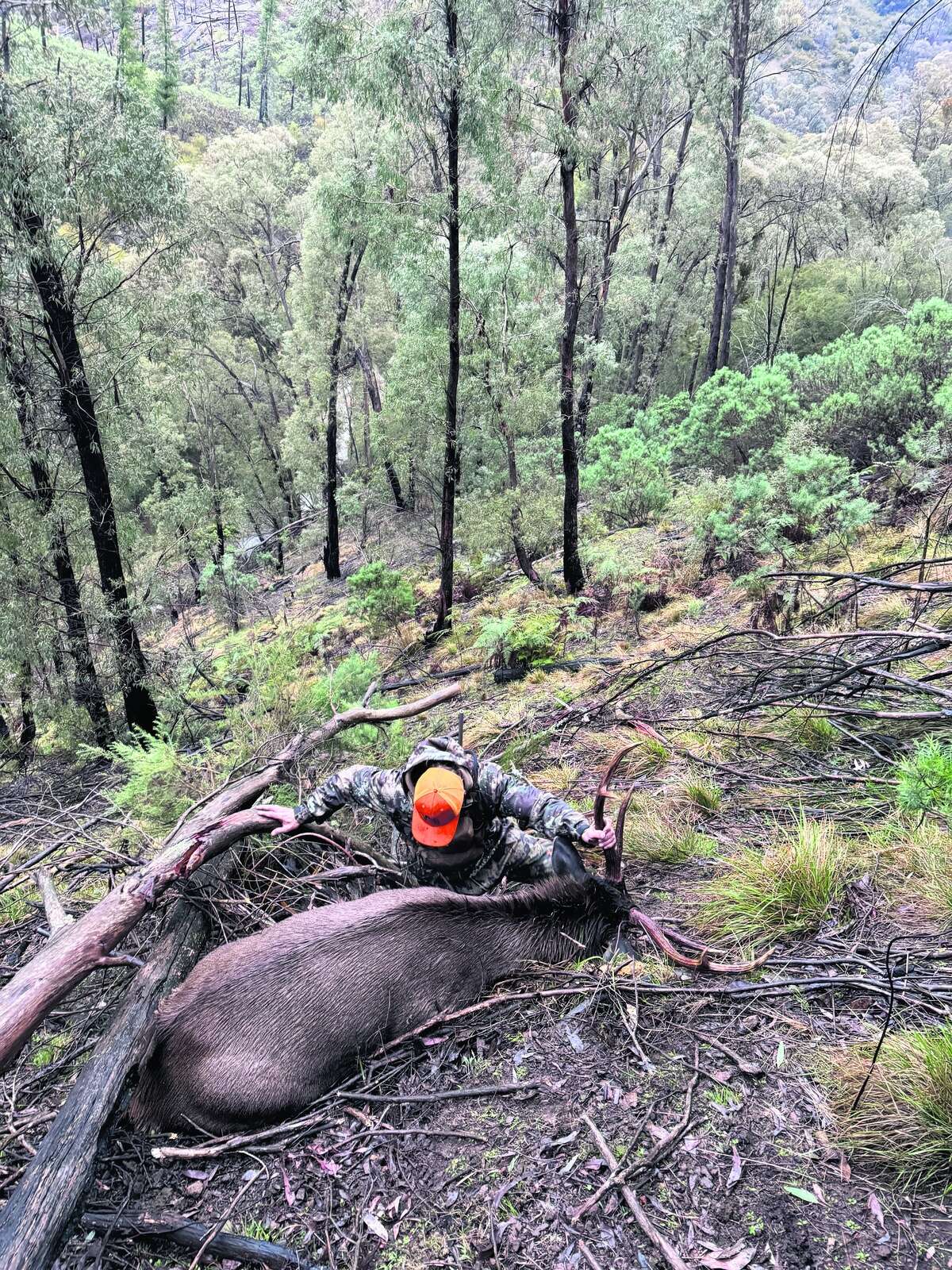 CHASING THE STAGS OF SOUTHERN NSW: A FIVE-DAY PUBLIC LAND HUNT