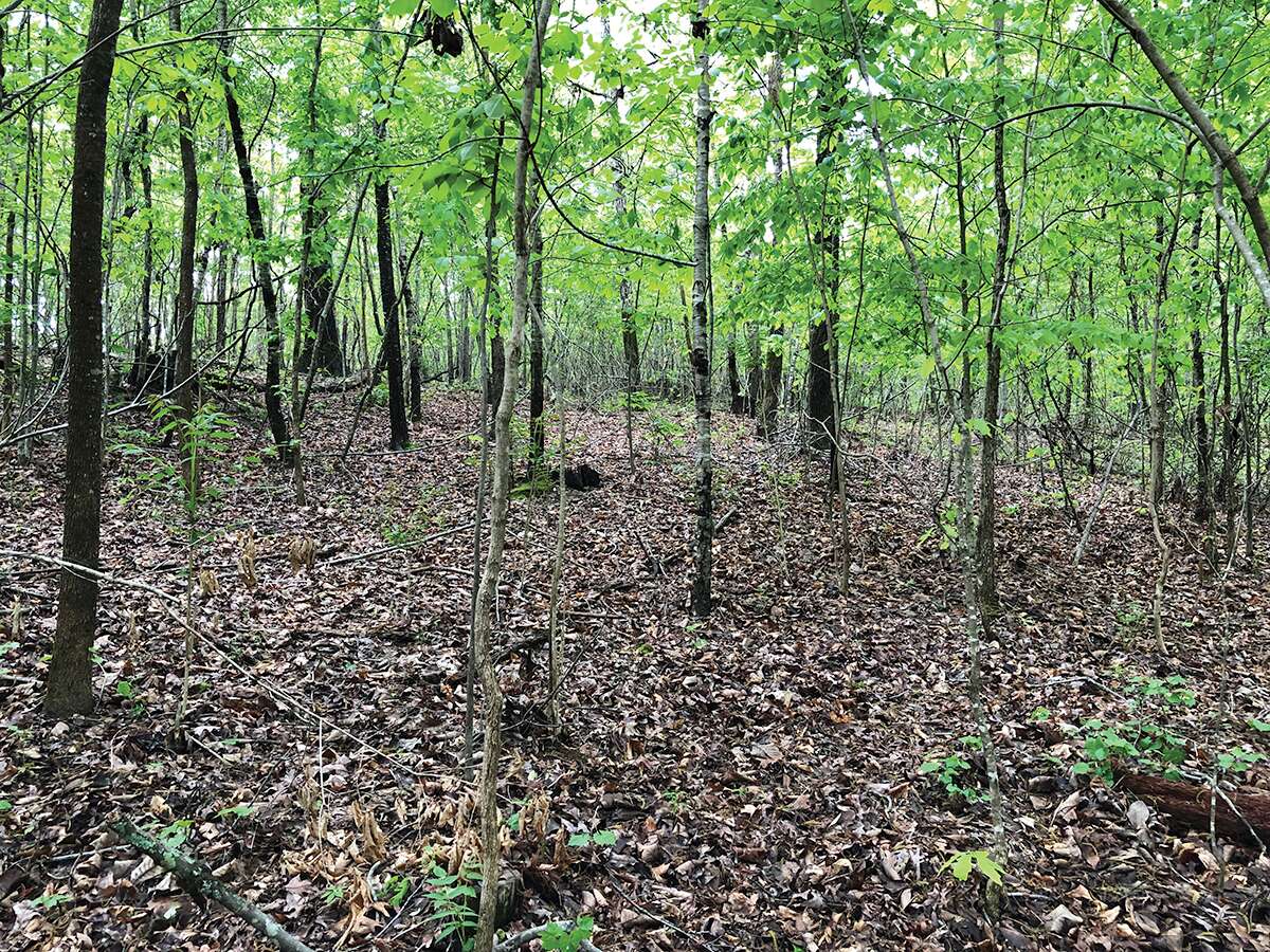 THE BENEFITS OF BALANCING DEER NUMBERS WITH THE CARRYING CAPACITY OF THEIR HABITAT