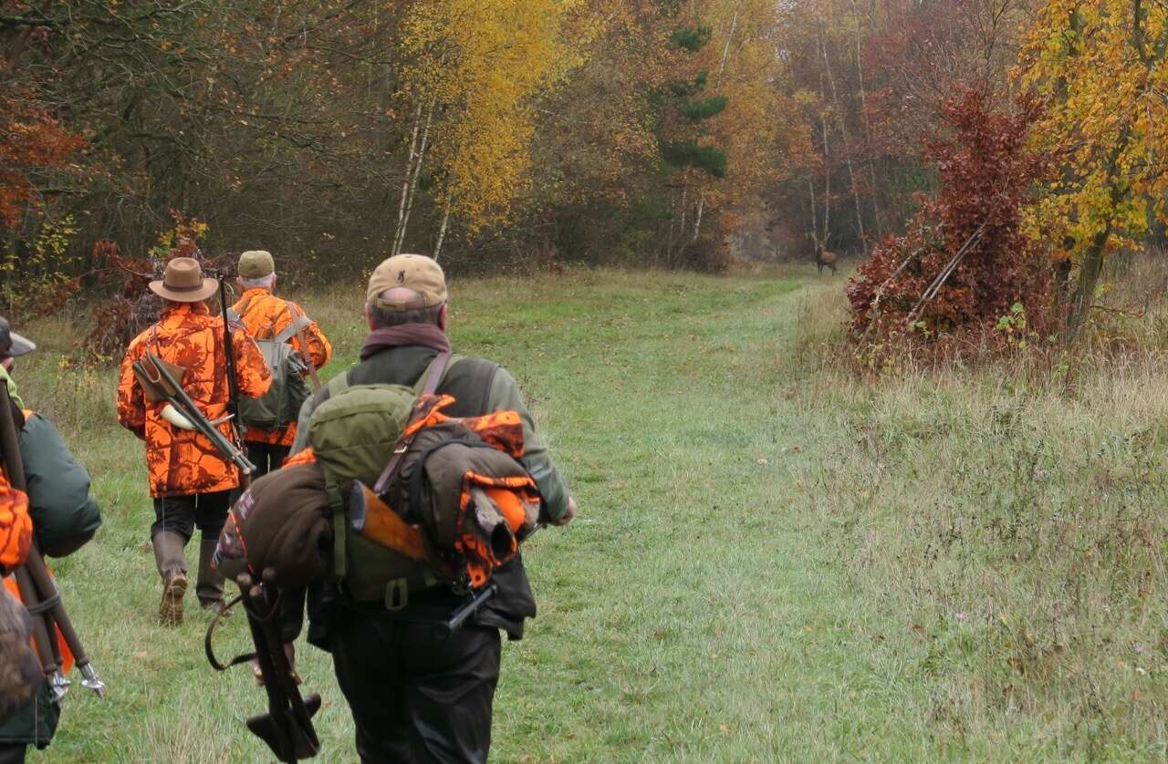 CHASSE BATTUE: DRIVEN HUNTING IN FRANCE
