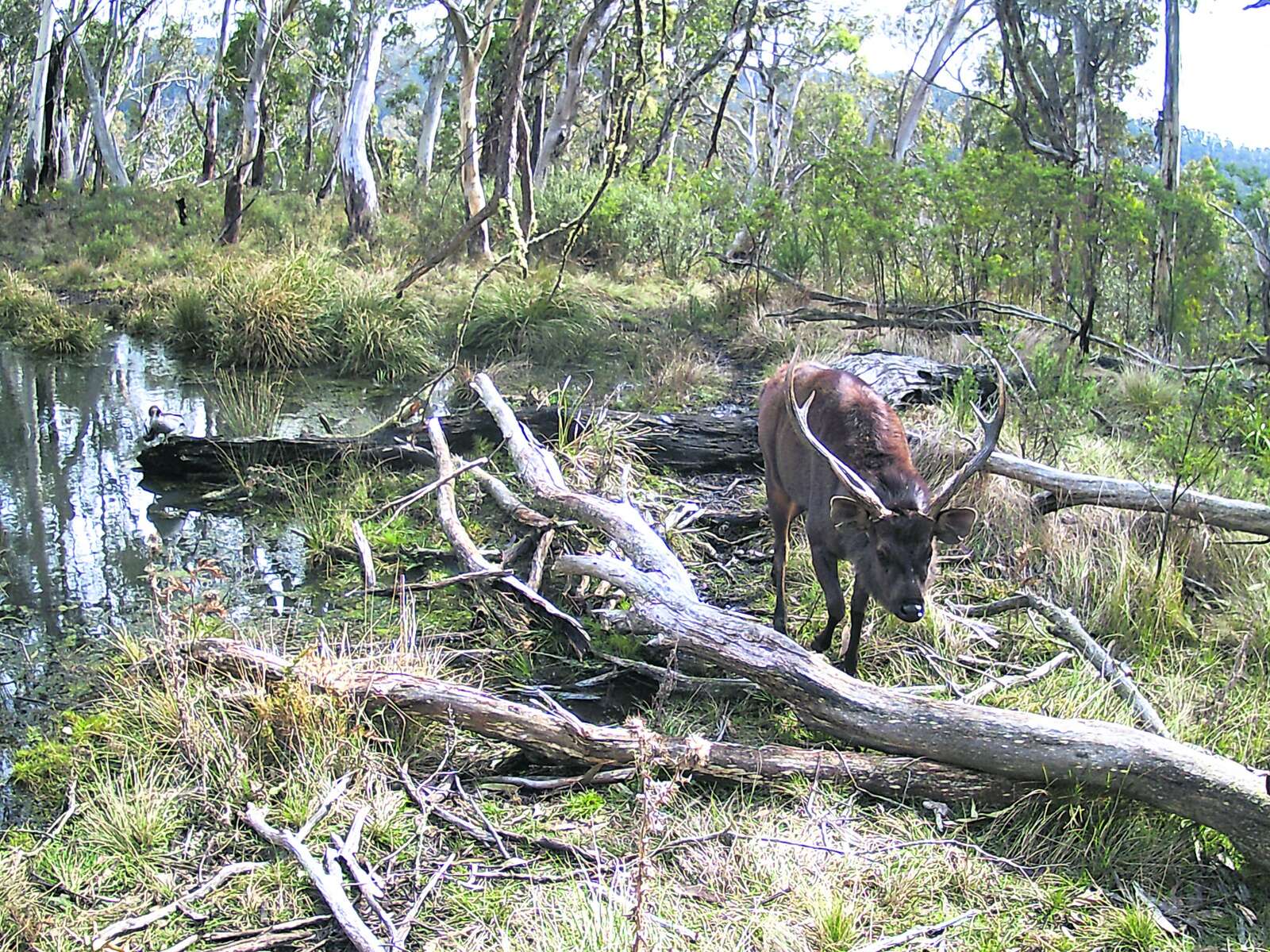 CENTRAL HIGHLANDS BUSHFEST 2025