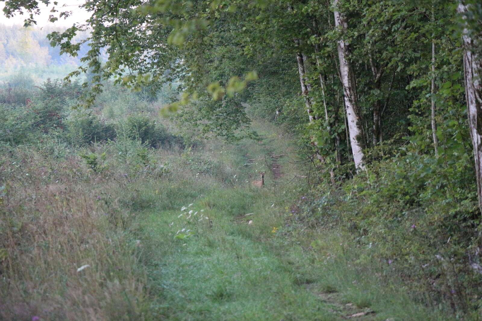 ROE DEER HUNTING IN FRANCE – LE CHEVREUIL