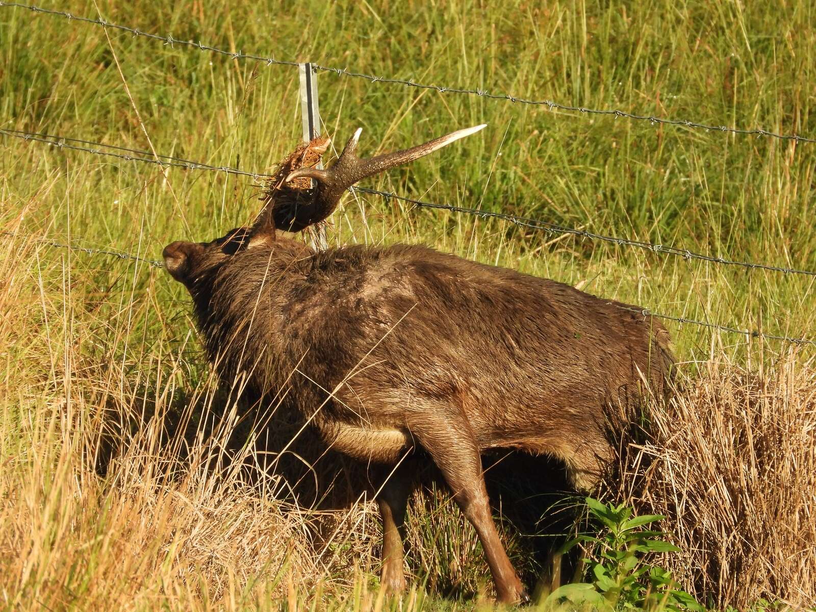 NEW ZEALAND HERDS OF SPECIAL INTEREST