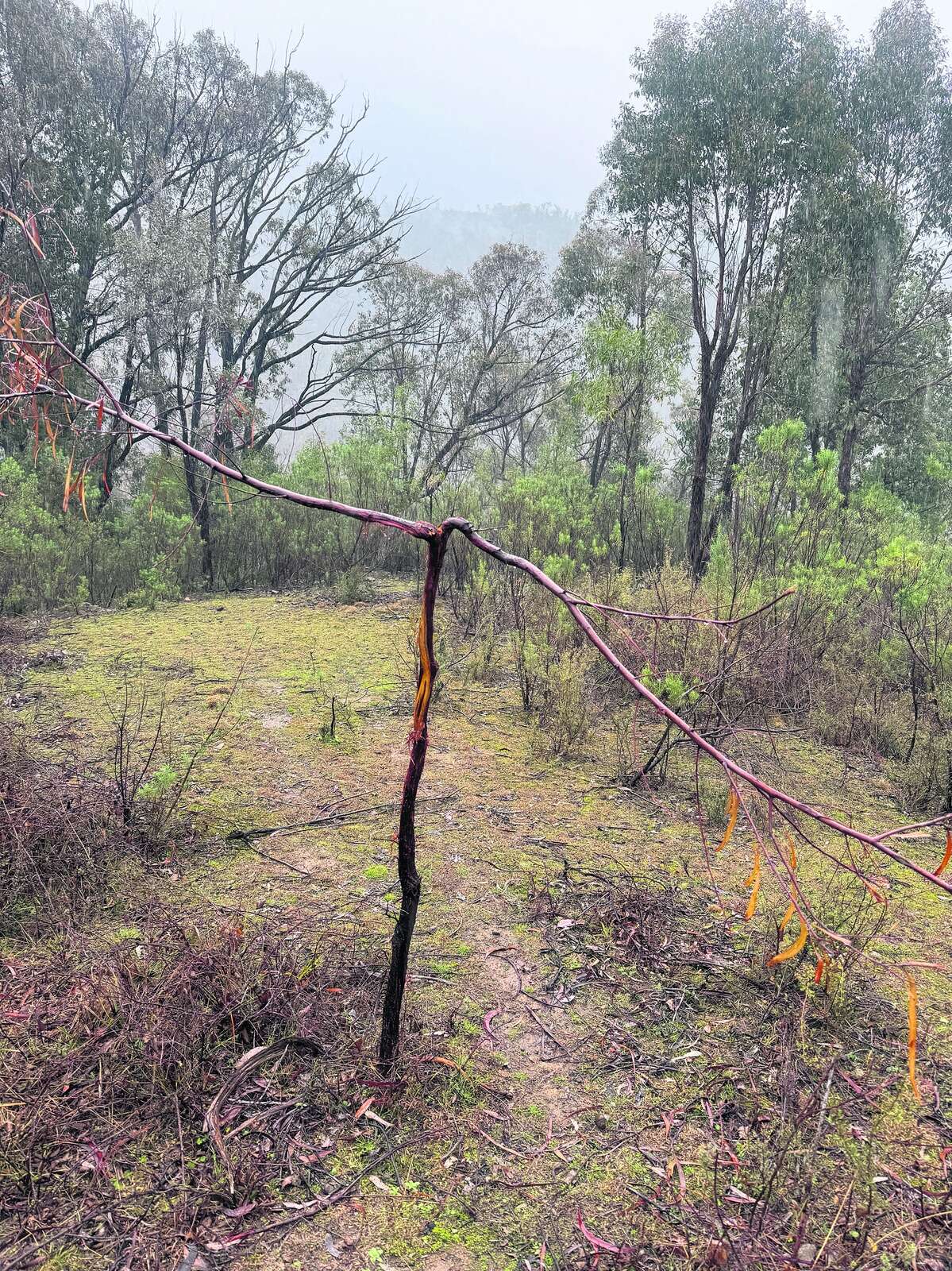 CHASING THE STAGS OF SOUTHERN NSW: A FIVE-DAY PUBLIC LAND HUNT