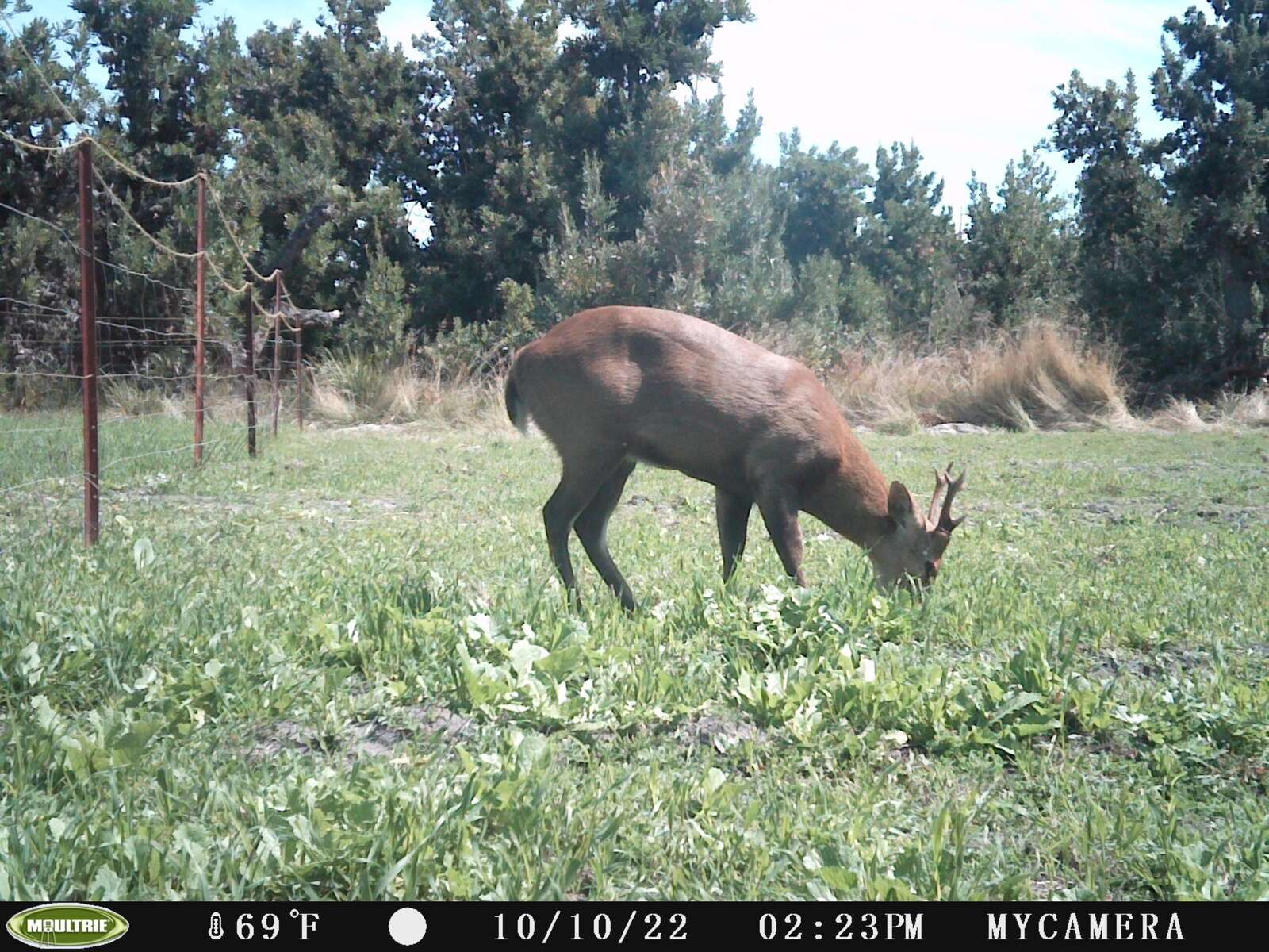 FOOD PLOTS FOR WILDLIFE