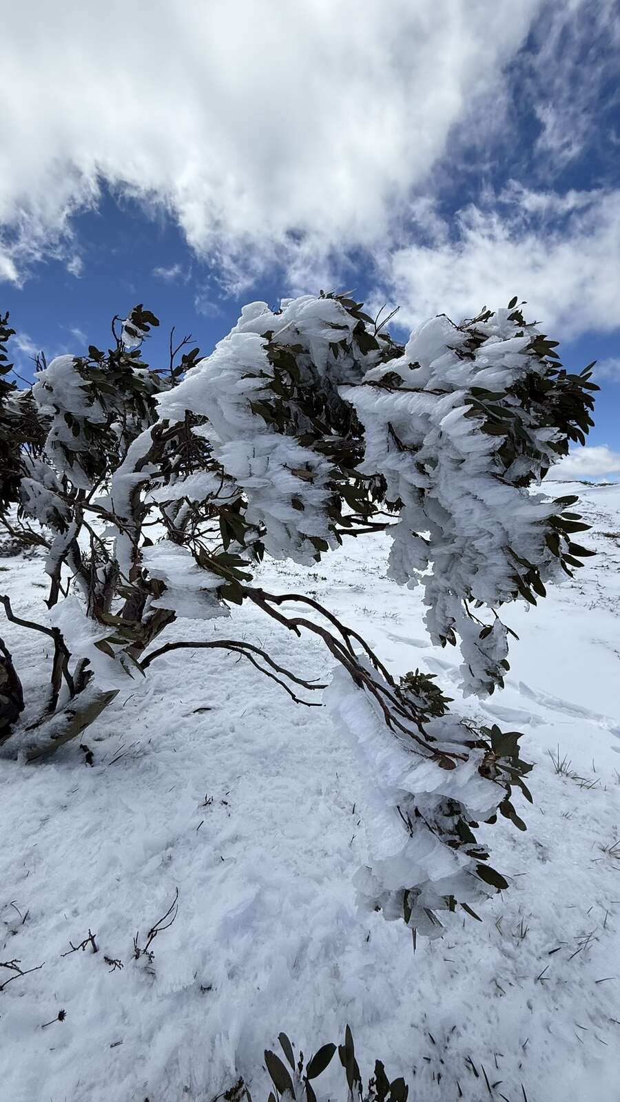 45 DAYS SOLO ON THE AUSTRALIAN ALPS WALKING TRACK (AAWT)