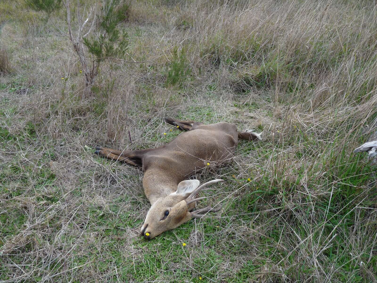 MALIGNANT CATARRHAL FEVER