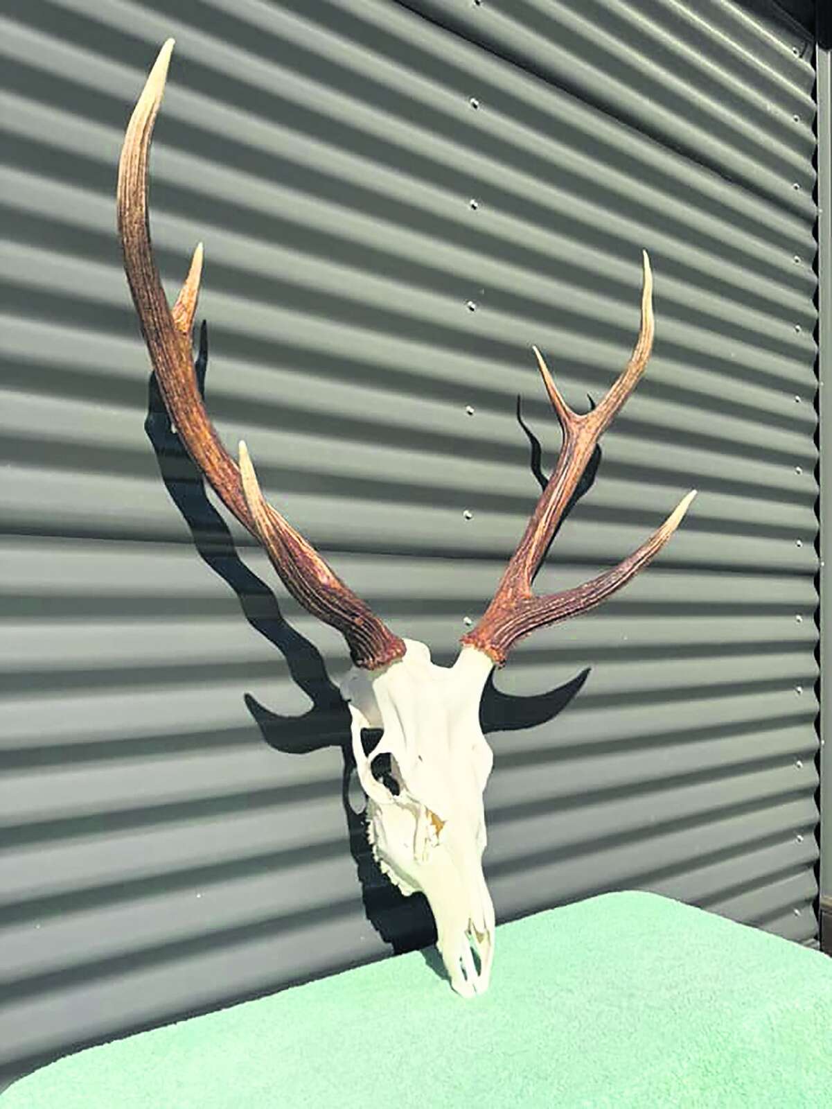 CHASING THE STAGS OF SOUTHERN NSW: A FIVE-DAY PUBLIC LAND HUNT