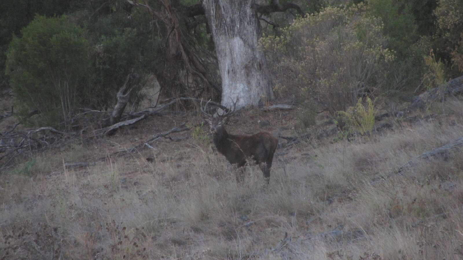 REDS IN THE HUNTER VALLEY HILLS