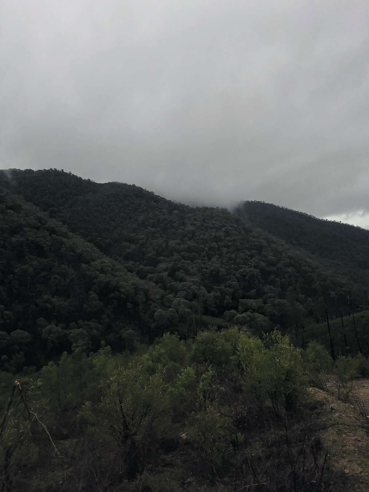 CHASING THE STAGS OF SOUTHERN NSW: A FIVE-DAY PUBLIC LAND HUNT