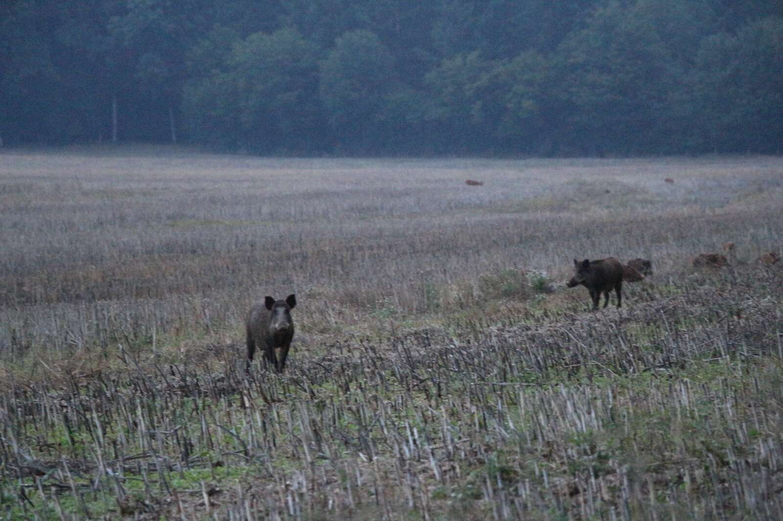 ROE DEER HUNTING IN FRANCE – LE CHEVREUIL